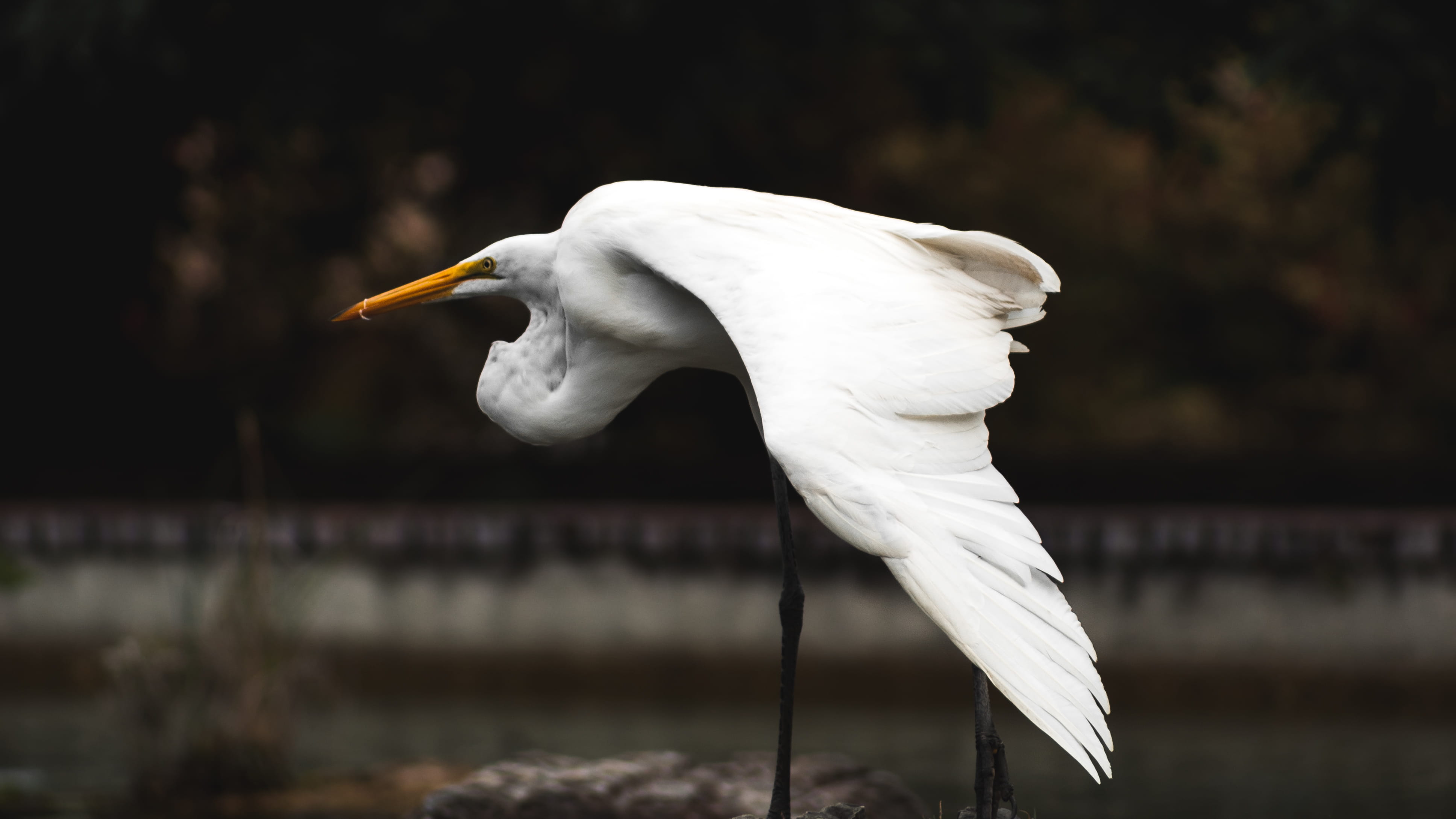vertebrate, day, close-up, water, great Egret, 4K, stone, heron, heron Family, beak, focus on foreground, one animal, white color, selective, no people, HD Wallpaper