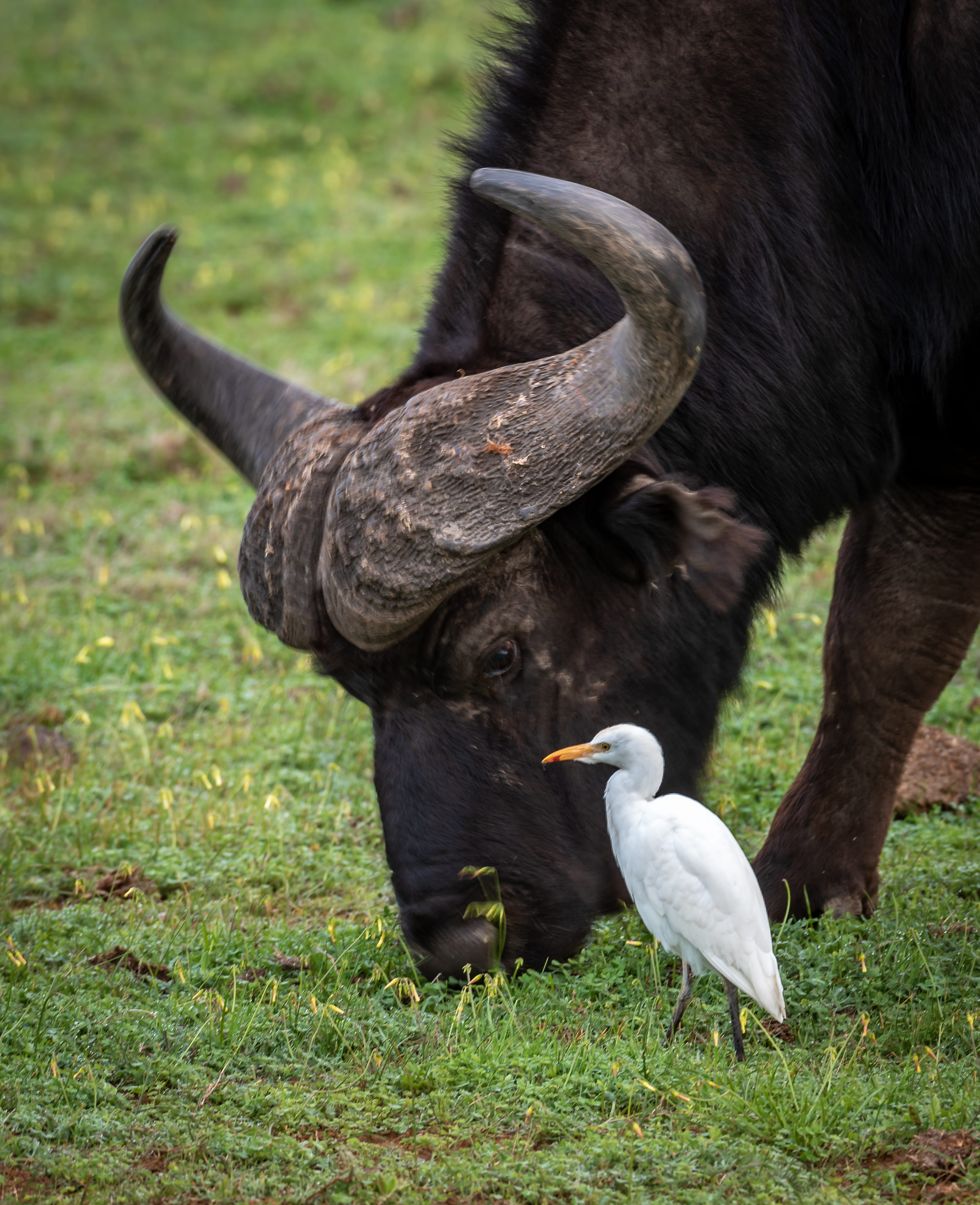 group of animals, africa, two animals, animal, outdoors, animal world, field, grass, animals, animals in the wild, mammal, vertebrate, 5K, graze, close up, Phone HD Wallpaper