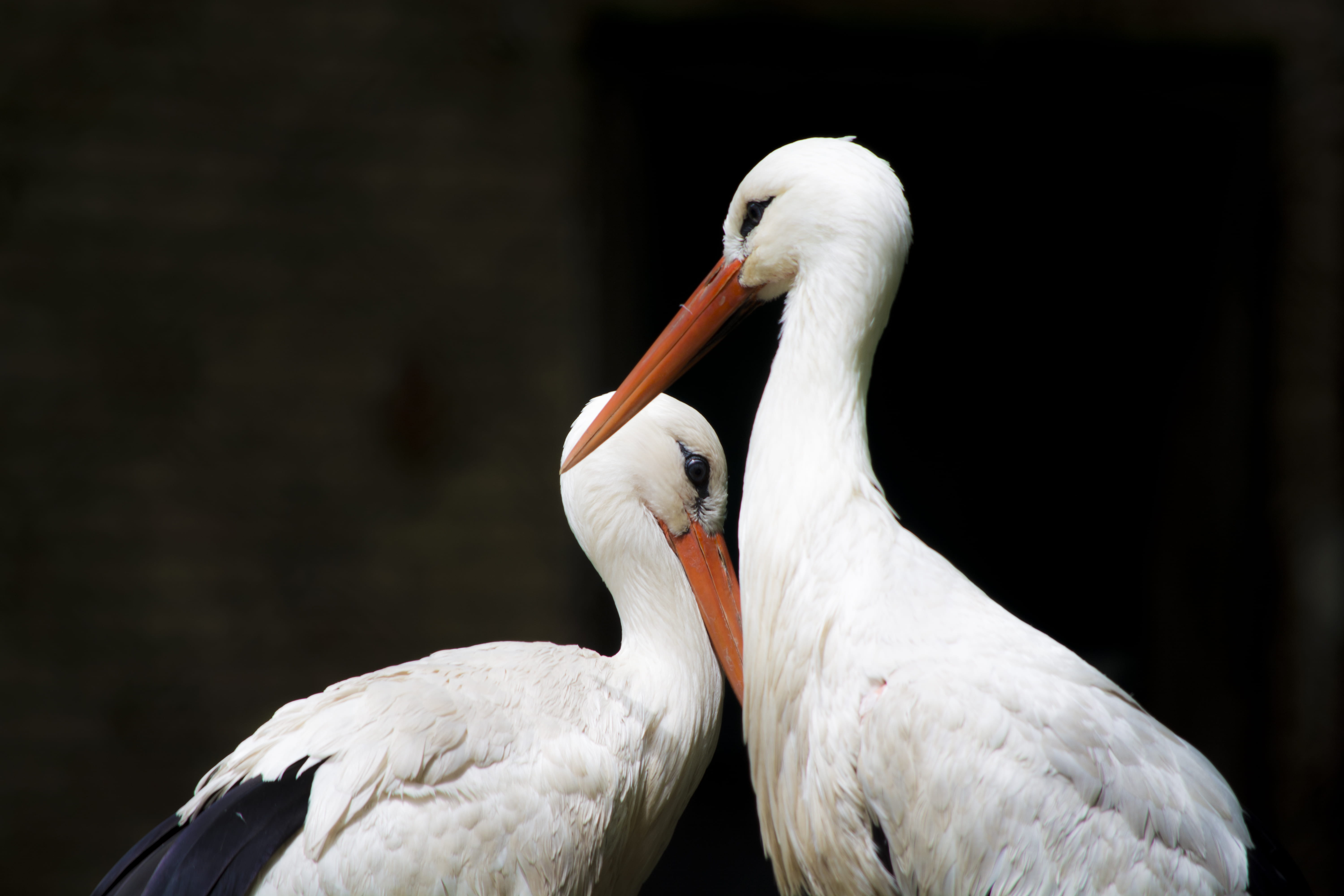 heron bird, birds, nature, vertebrate, heron, animal family, white color, black background, zoo animal, stork, focus on foreground, tilt, bird, animal wildlife, HD Wallpaper