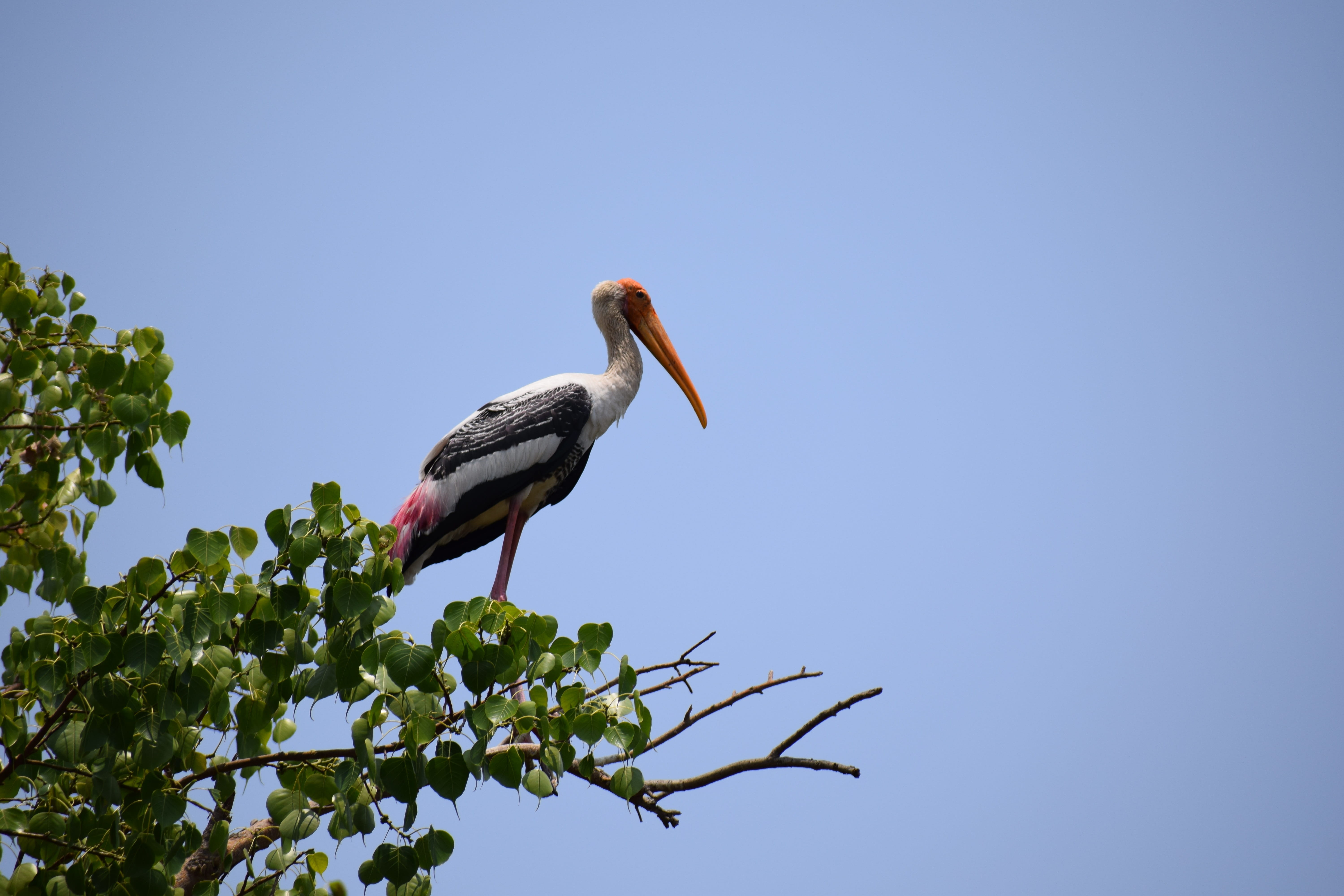 stork, 5K, low angle view, animal, heron, animal themes, beak, animals in the wild, one animal, outdoors, tree, branch, nature, plant, copy space, vertebrate, HD Wallpaper