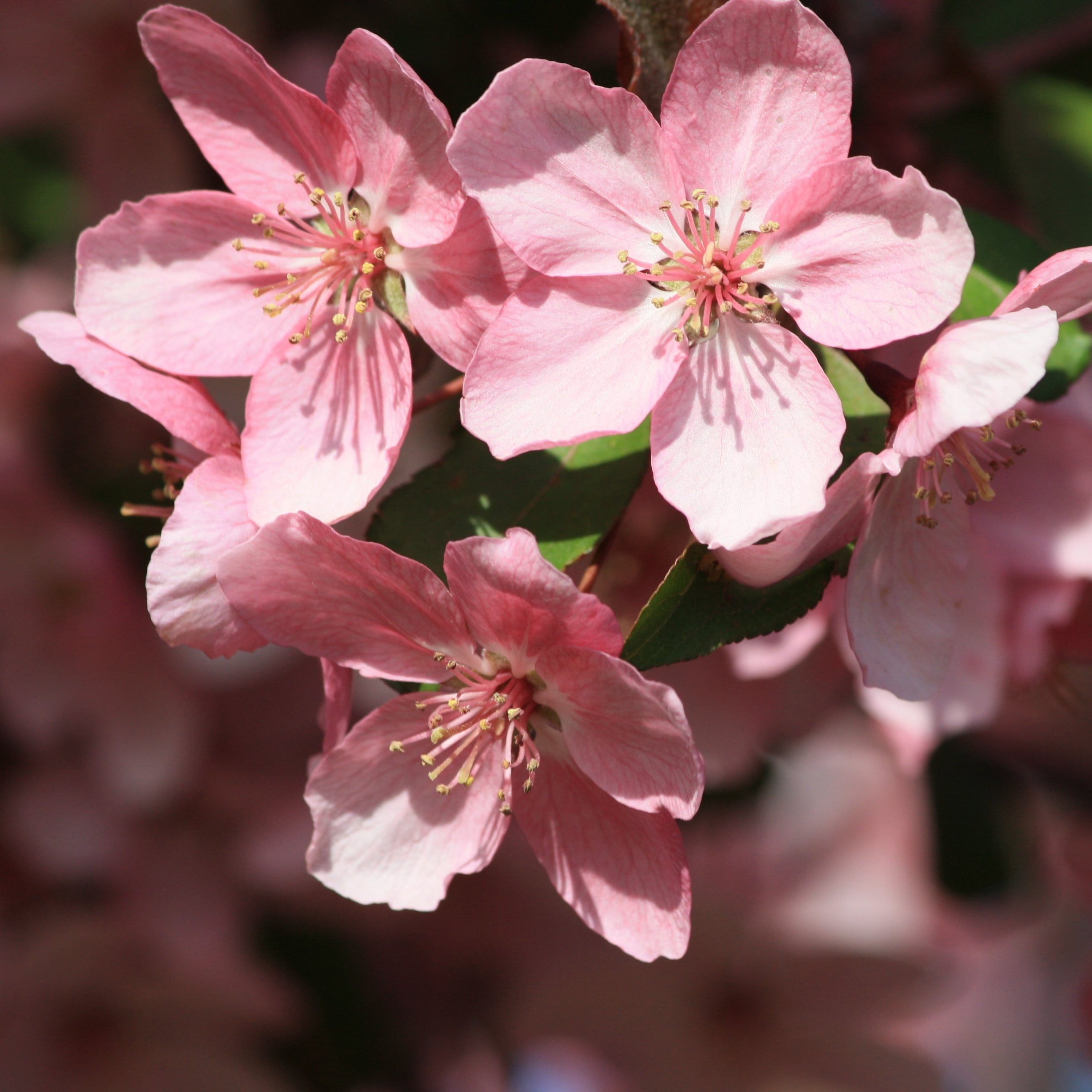blossomed, focus on foreground, blossoms, no people, pink flowers, flower, day, flowering branch, blossom, landscape, tree, bloom, cherry blossom, petal, Phone HD Wallpaper