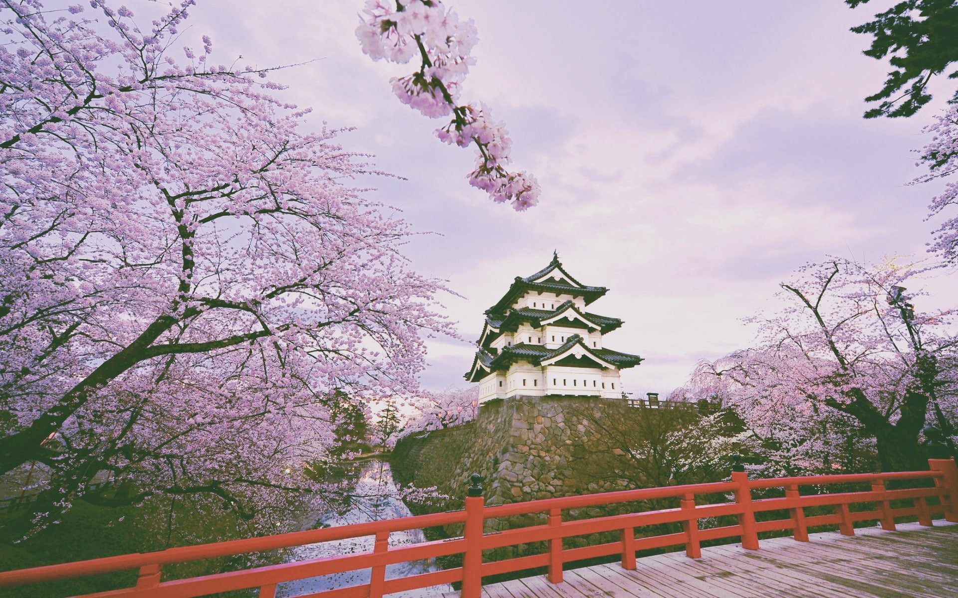 religion, built structure, day, branch, flower, sky, freshness, railing, trees purple nature cherry blossom hirosaki castle, cherry blossom, blossom, no people, HD Wallpaper