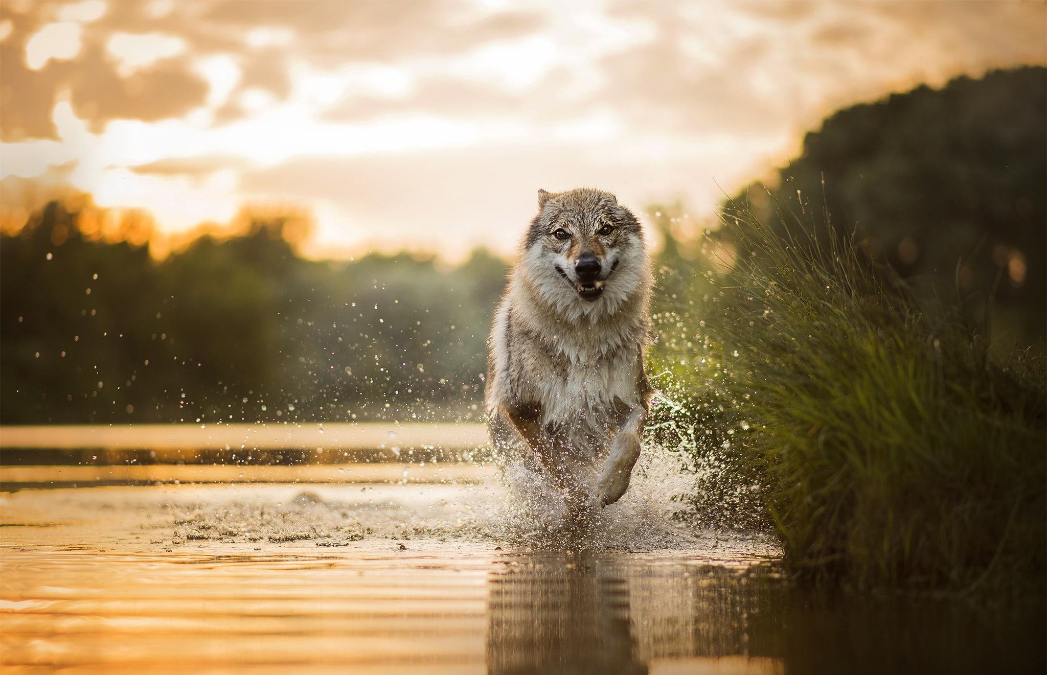running, nature, water, animals, dog, 1080P, HD Wallpaper