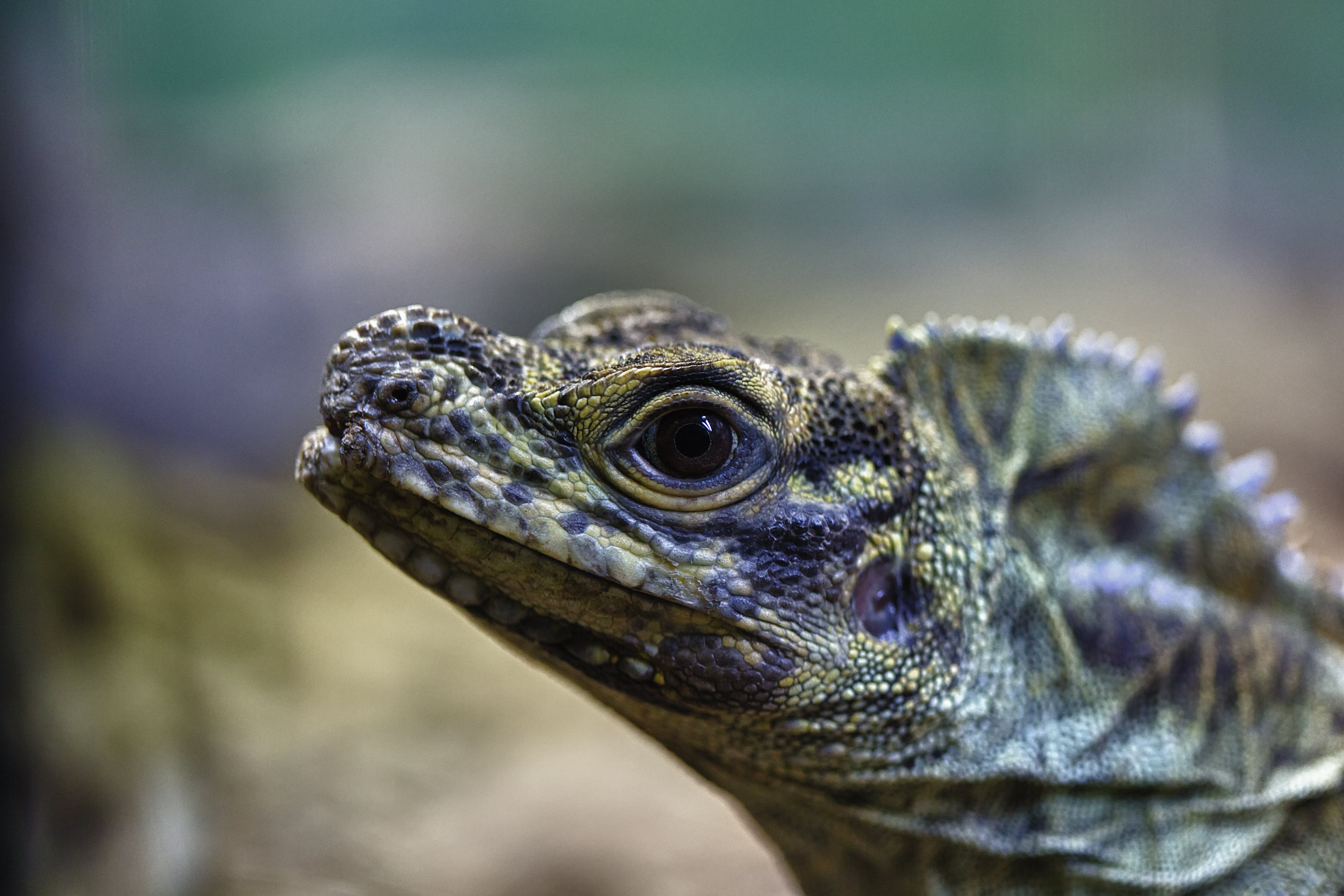 Australia, animals In The Wild, dragon, black, f/2.8, animal, green, photo, Perceptive, Canon EOS 5D Mark III, Nature, iguana, reptile, 5K, lizard, black lizard, HD Wallpaper