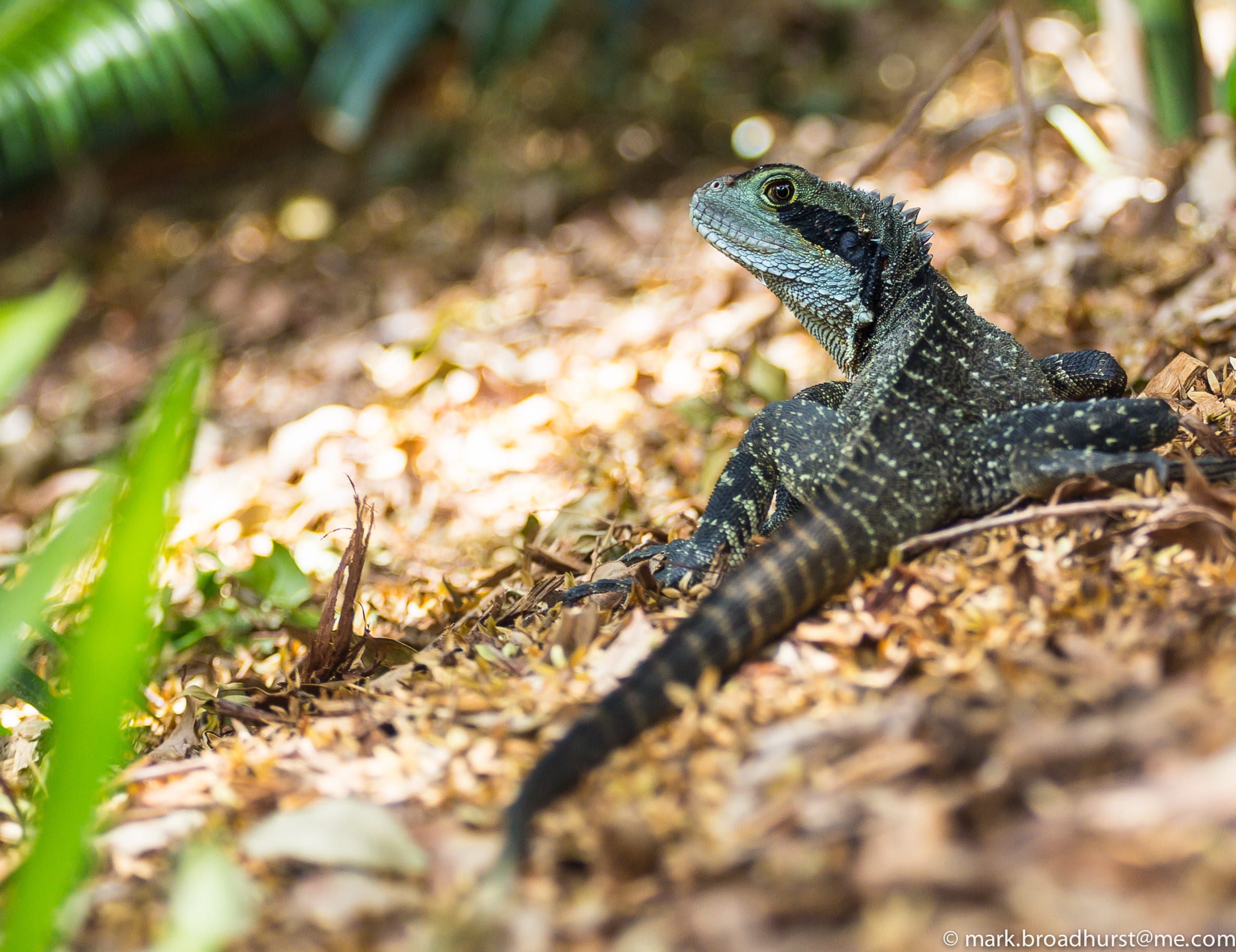 day, sunlight, wildlife, no people, animal wildlife, land, depth of field, animal body part, black, close-up, bearded dragon, field, animal, outdoors, looking, HD Wallpaper