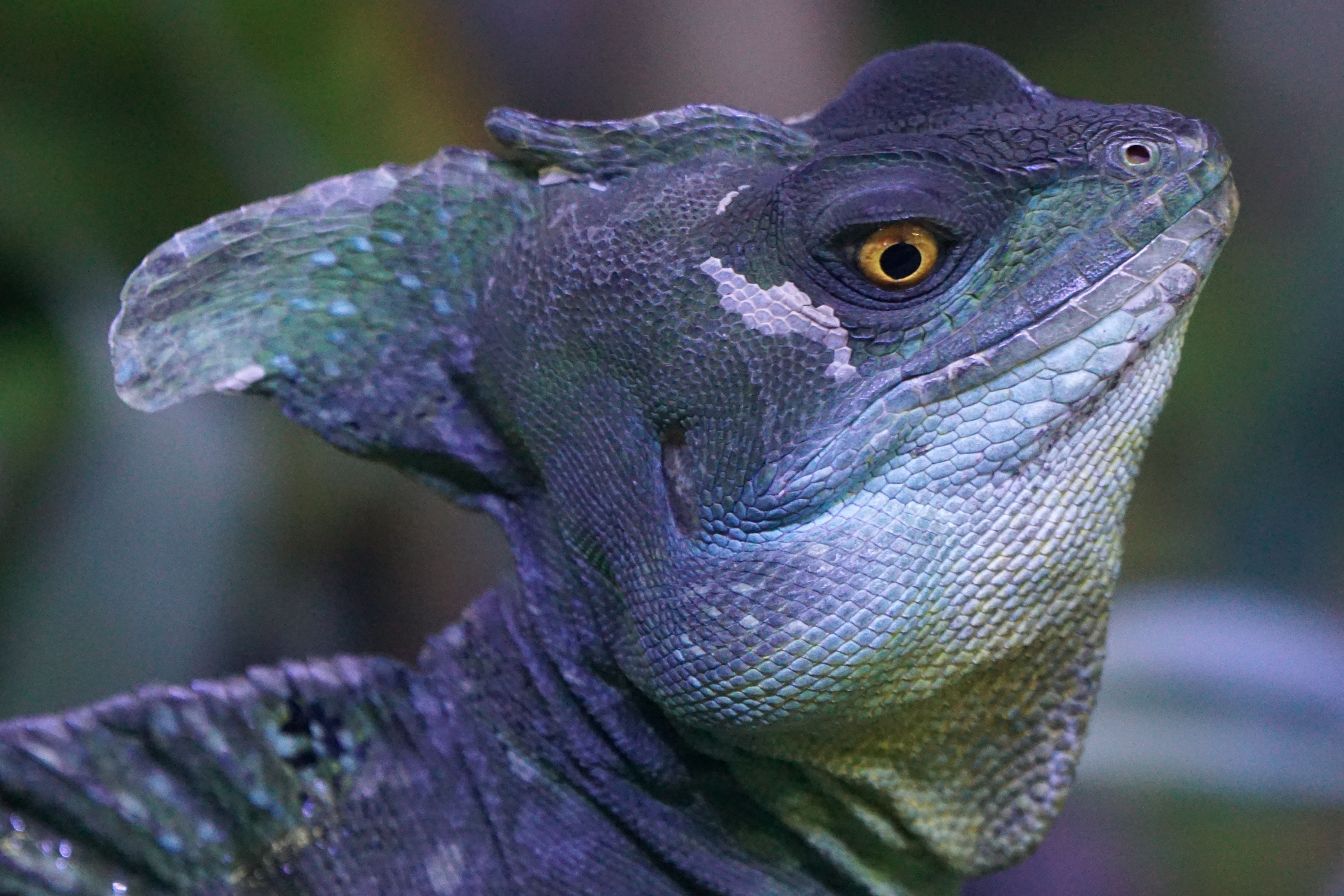 close-up, bird, animal wildlife, frontal, Iguana, reptile, focus on foreground, animal eye, peacock, lizard, animal themes, one animal, animal body part, HD Wallpaper
