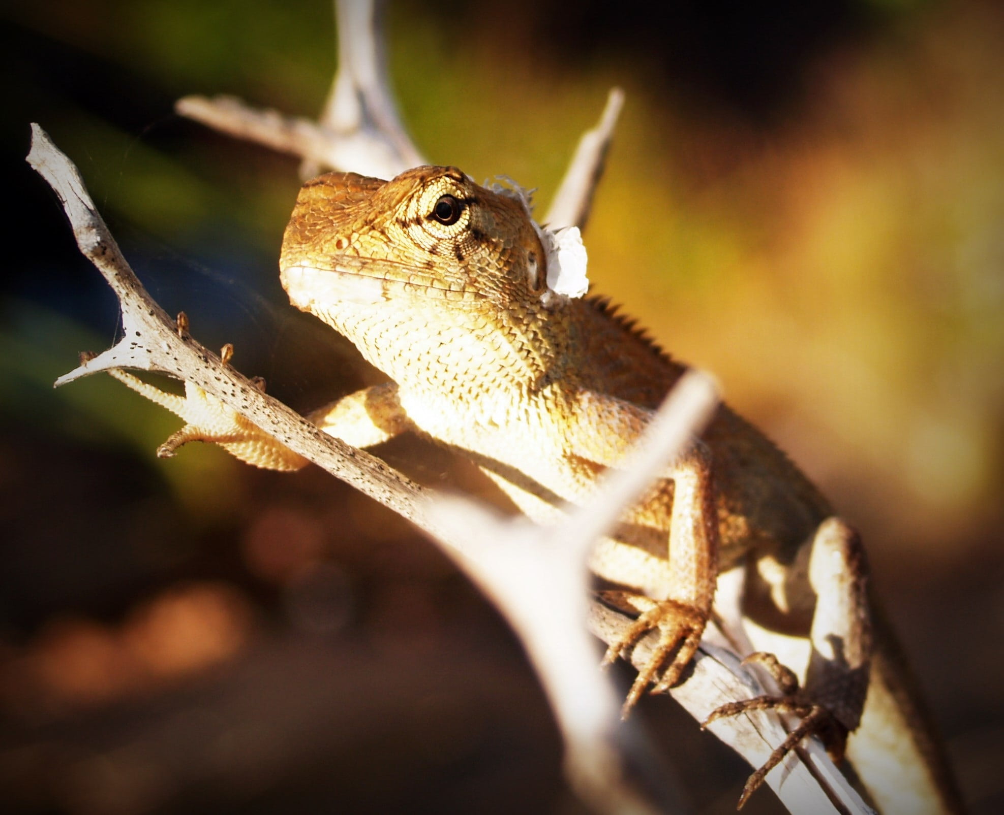 selective focus, background, iguana, animal head, wildlife, animal wildlife, no people, skin, branch, nature, chameleon, tropical, species, thai, closeup, HD Wallpaper