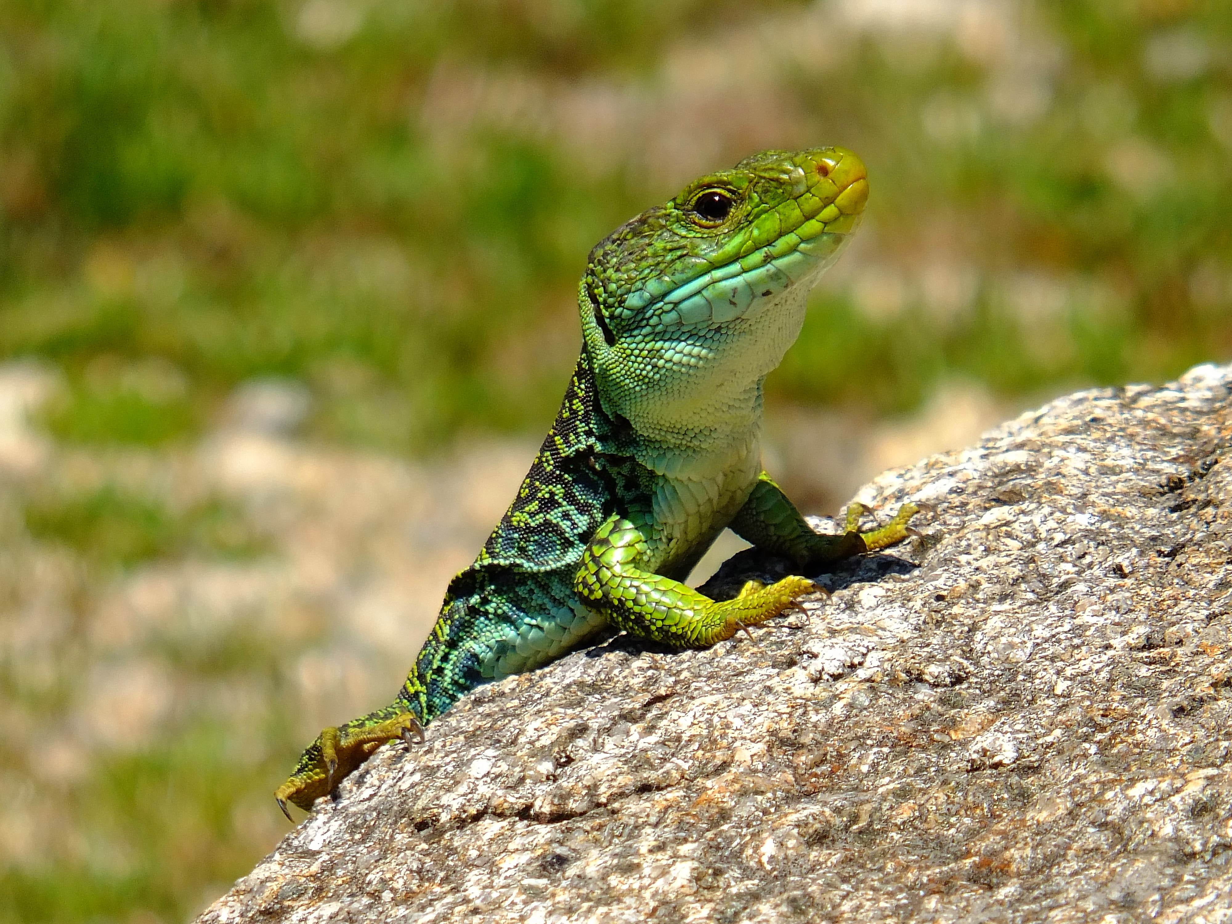 lagartos, dragon, green lizard, 4K, España, gray rock, Galicia, wildlife, animal, fujifilm X-S1, nature, gray, iguana, rock, reptile, Pontevedra, animals, HD Wallpaper