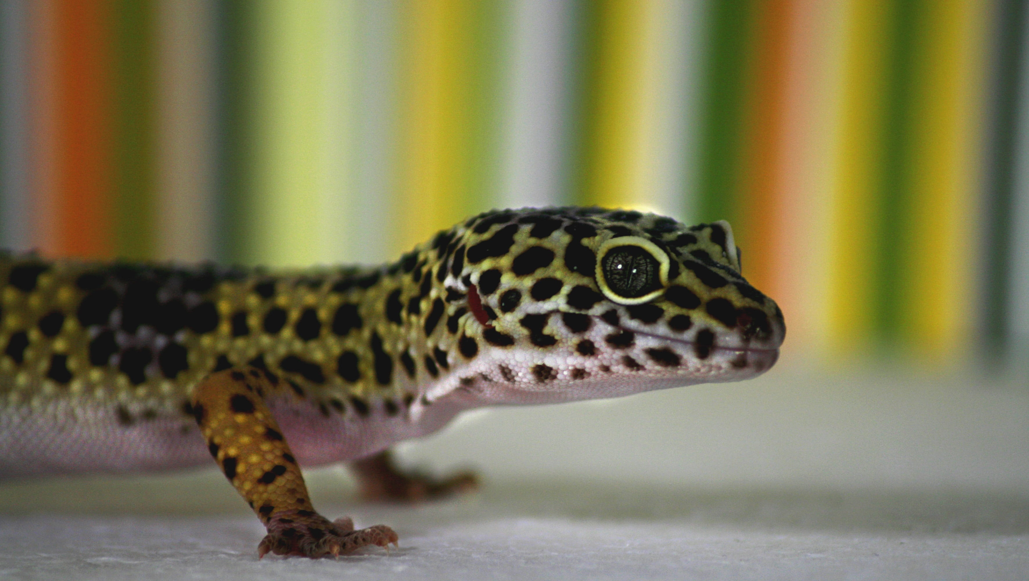 close-up, animal markings, gecko, creature, outdoors, terrarium, animals, animal themes, Gecko, Pet, focus on foreground, animal scale, Lizard, nature, HD Wallpaper