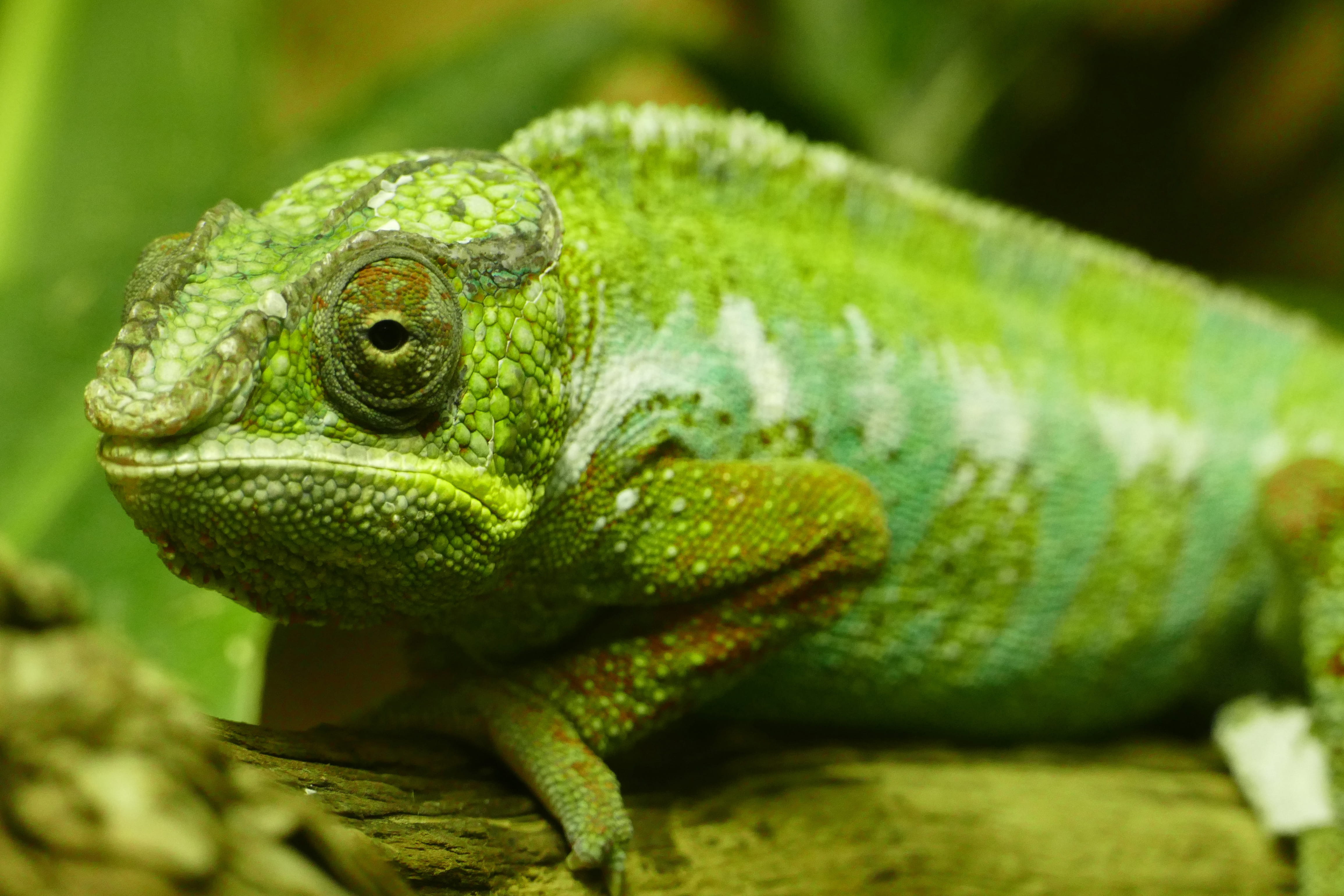 Closeup, animals, 4K, green Color, animal eye, no people, animal themes, macro, animals in the wild, green, shot, outdoors, animal head, one Animal, animal scale, HD Wallpaper