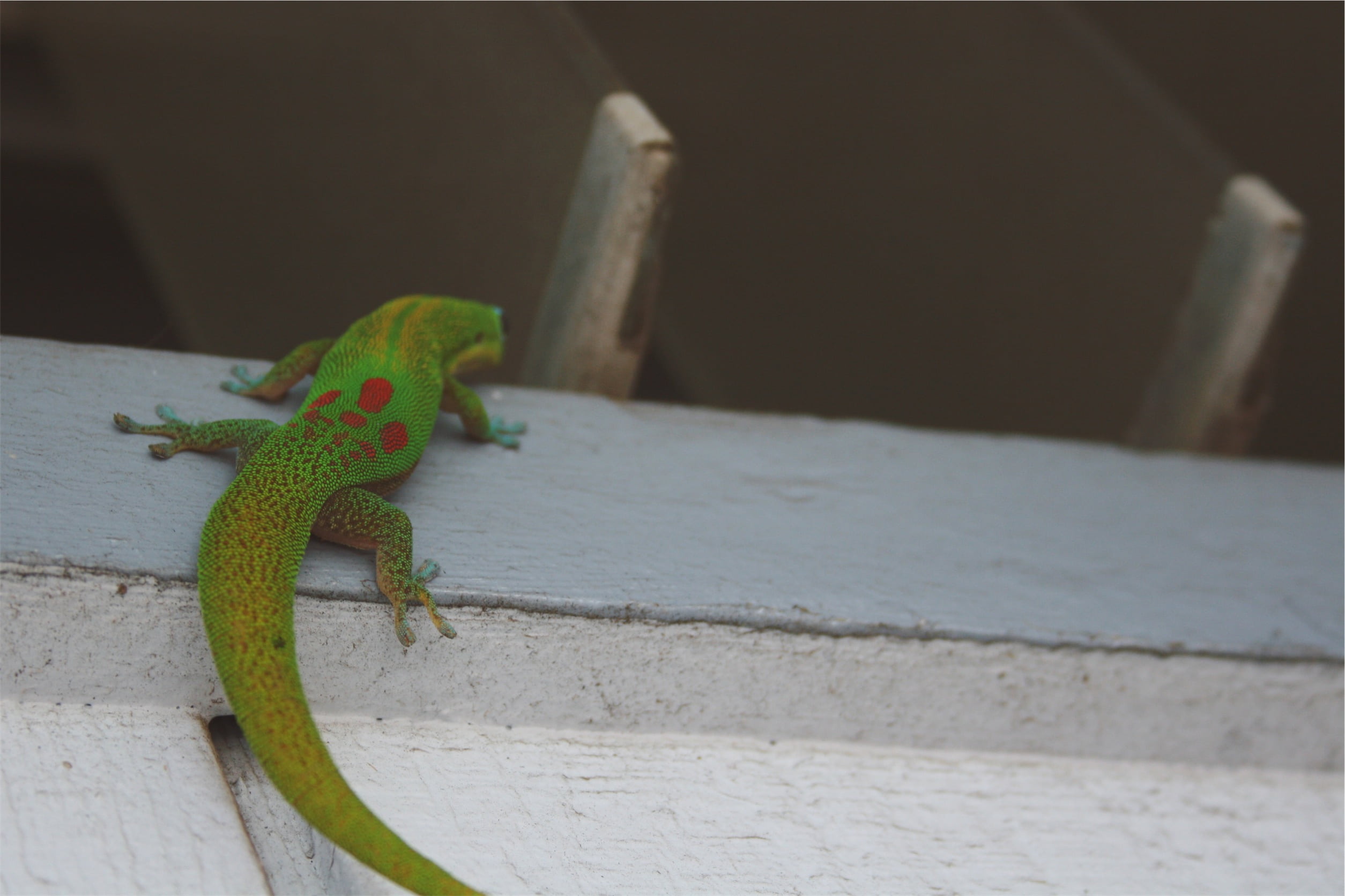 concrete, zoology, day, vertebrate, white, green color, animals in captivity, outdoors, focus on foreground, indoors, reptile, animal themes, one animal, HD Wallpaper