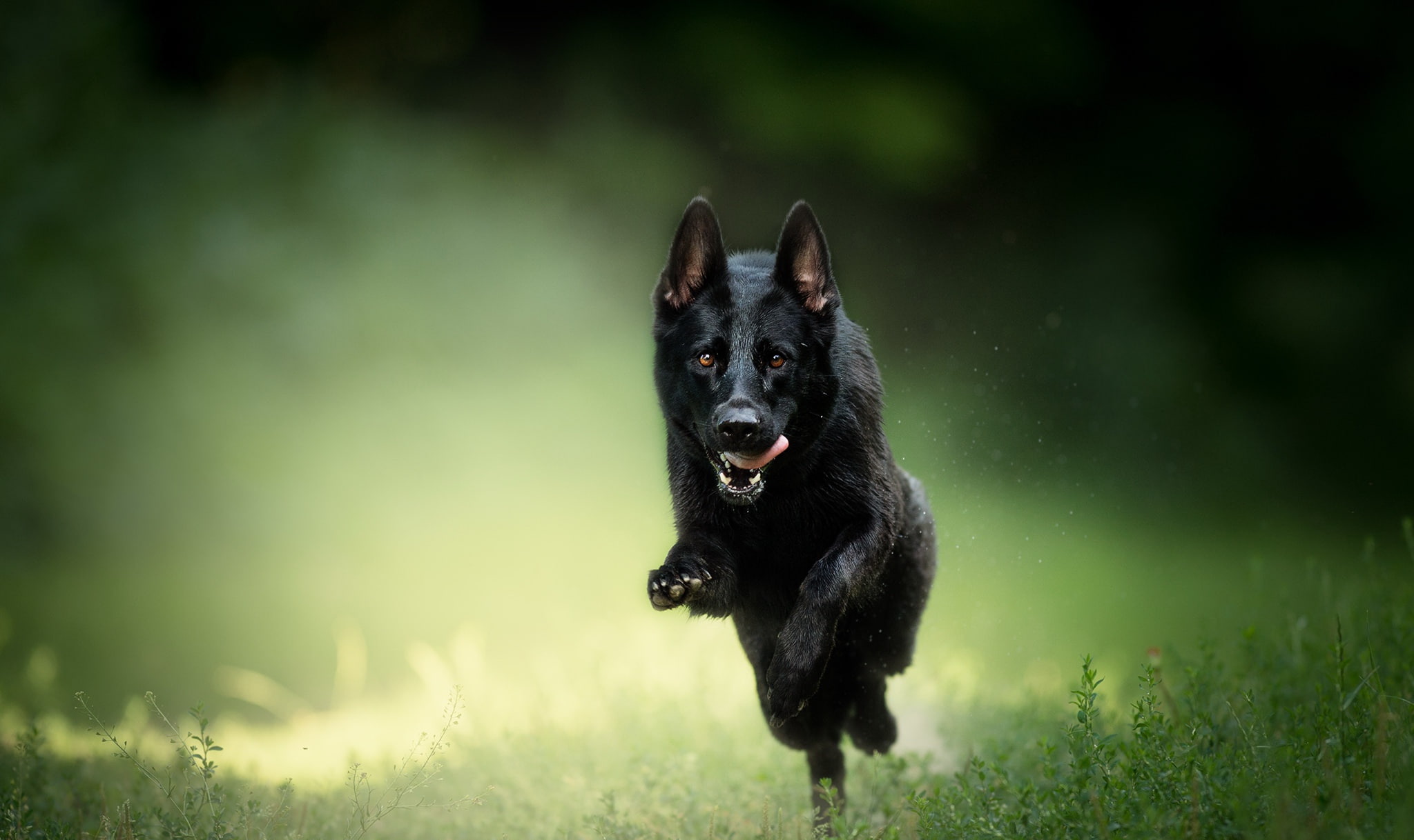 running, 1080P, animals, dog, HD Wallpaper