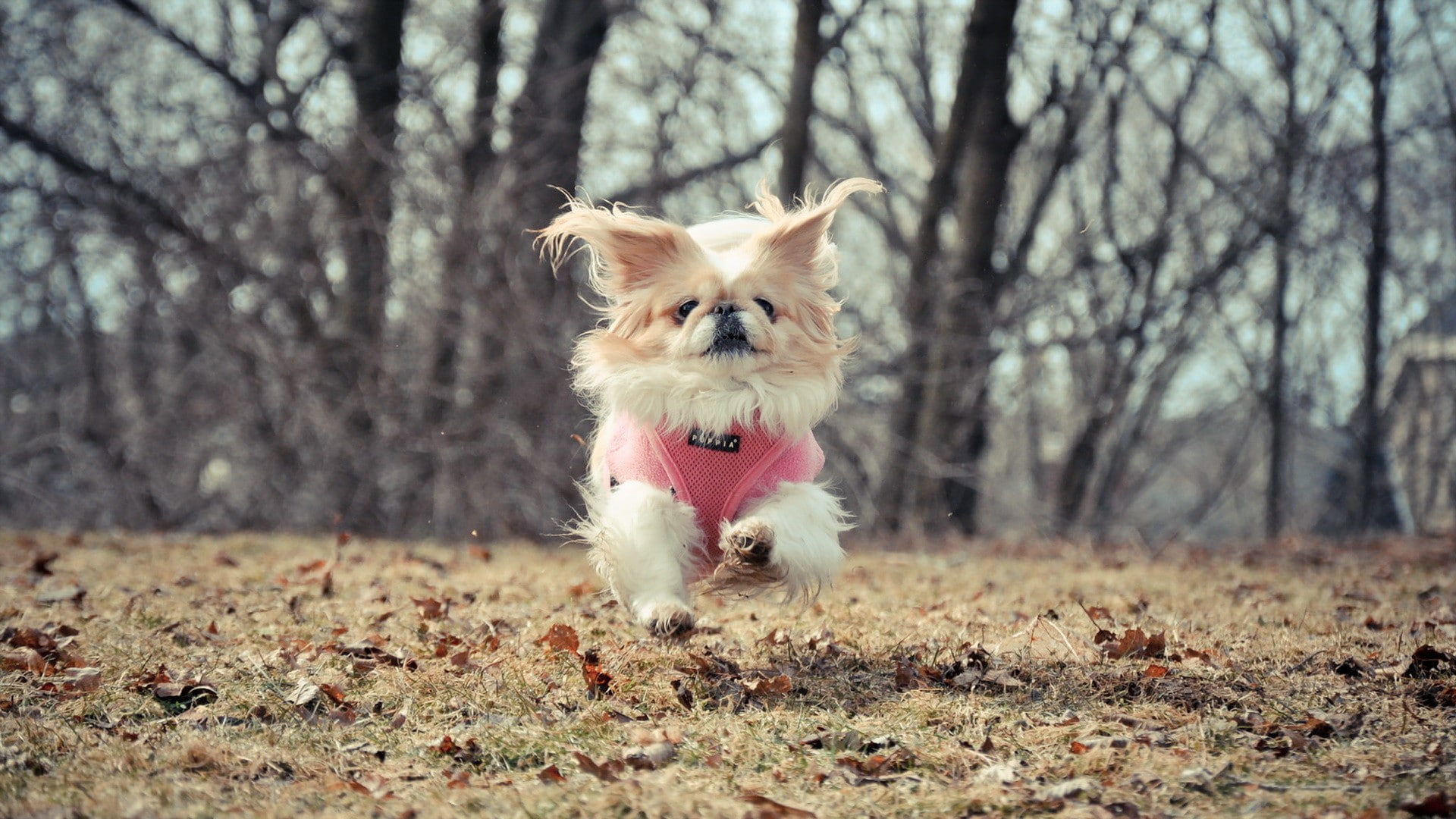 animals, running, dog, 1080P, HD Wallpaper