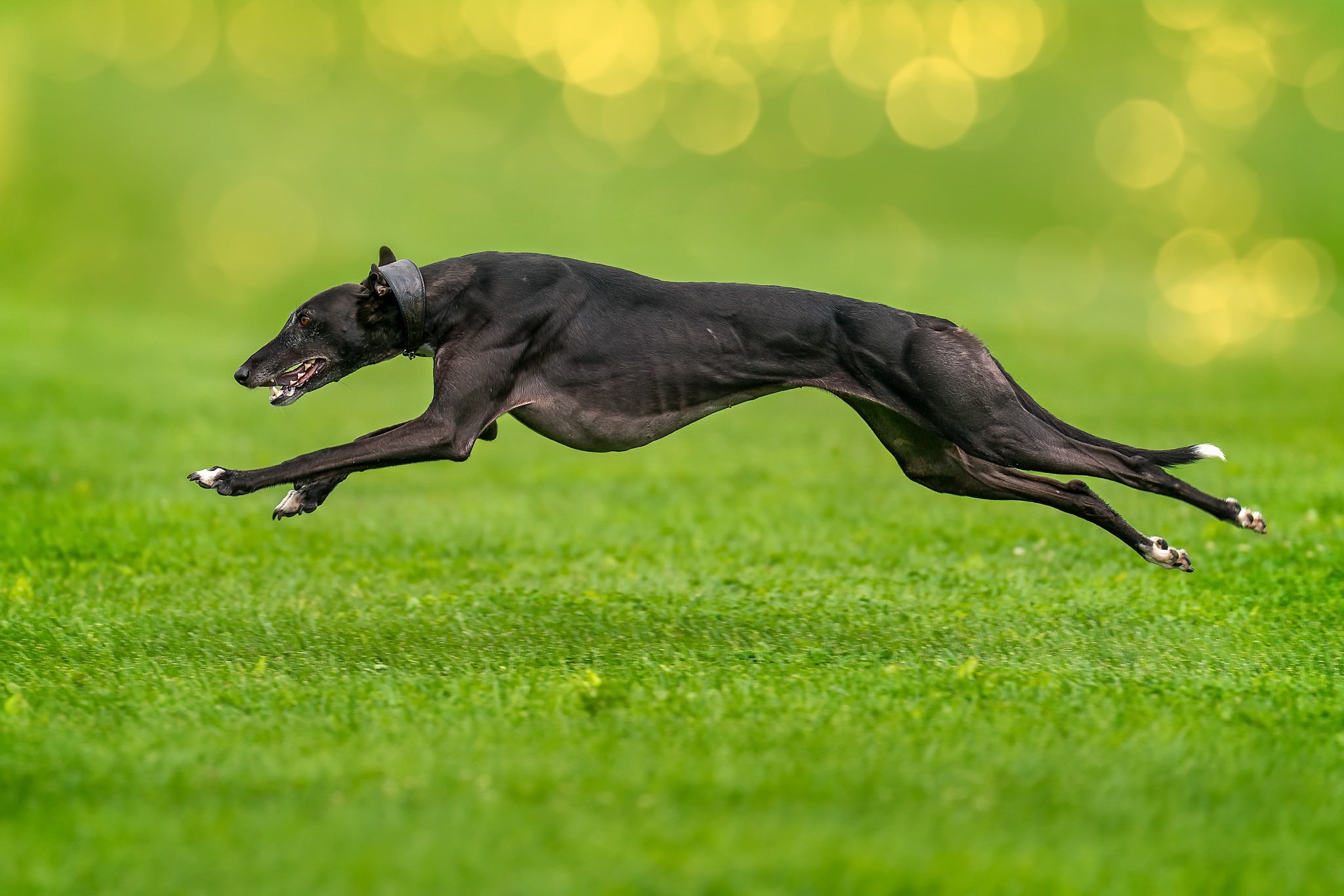motion, green, animal, domestic animals, one animal, 1080P, no people, nature, mammal, green color, running, animals, plant, grass, field, selective focus, HD Wallpaper