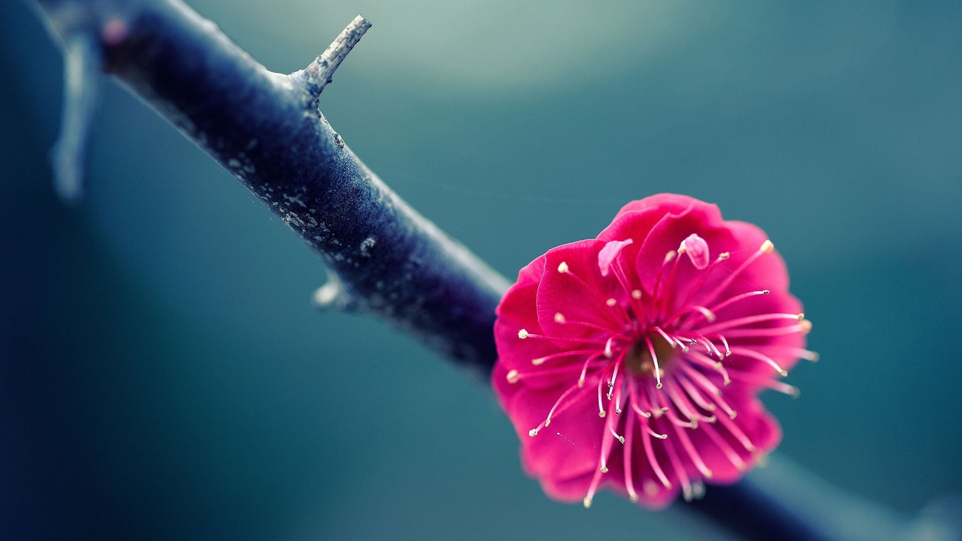 blossoms, outdoors, pink flowers, close-up, beauty in nature, water, no people, freshness, day, petal, fragility, nature, pollen, twigs, gardening, flowering plant, HD Wallpaper