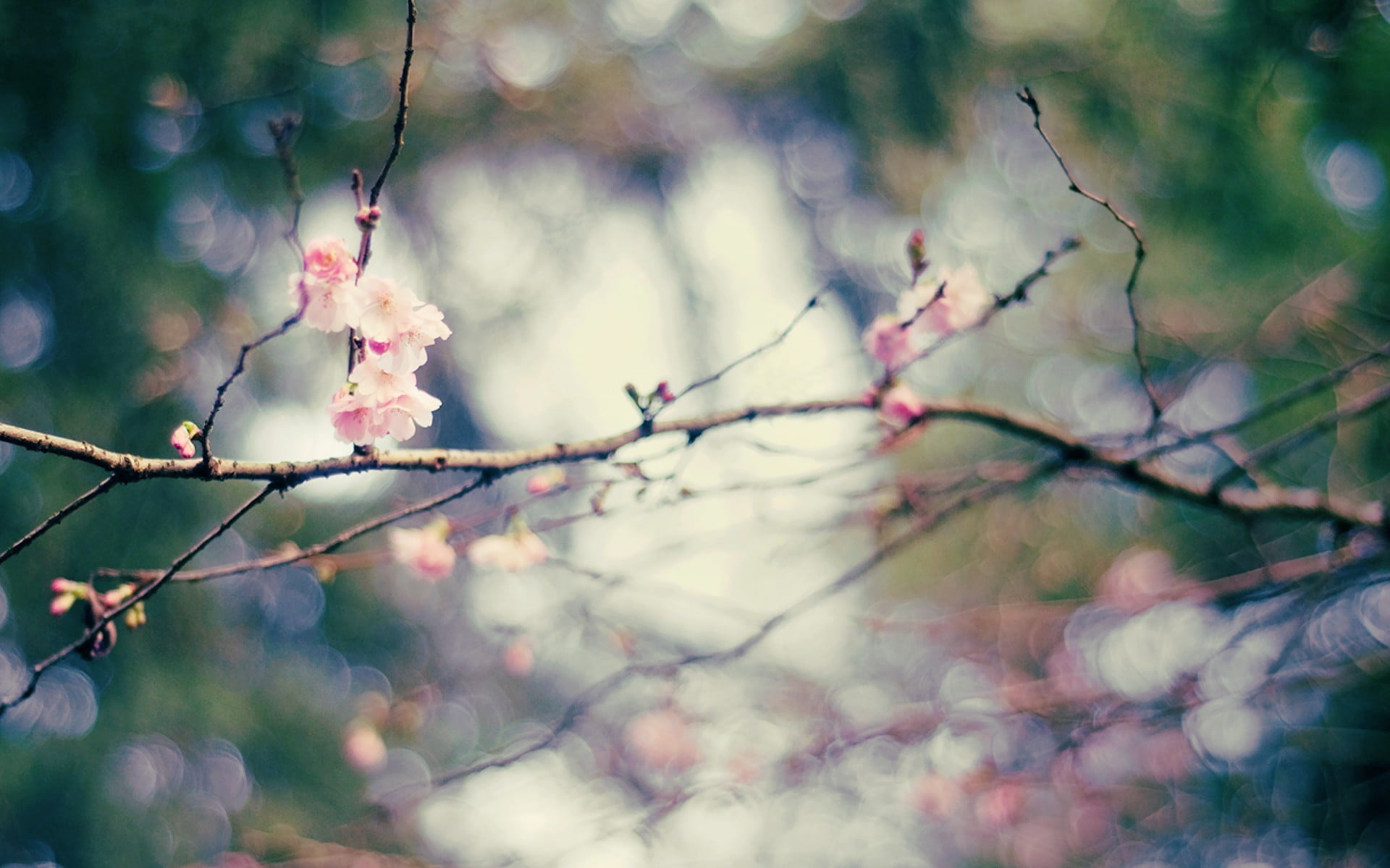 1080P, pink, plant, depth of field, fragility, springtime, no people, flowers, pink flowers, growth, close-up, tranquility, twigs, nature, bokeh, vulnerability, HD Wallpaper