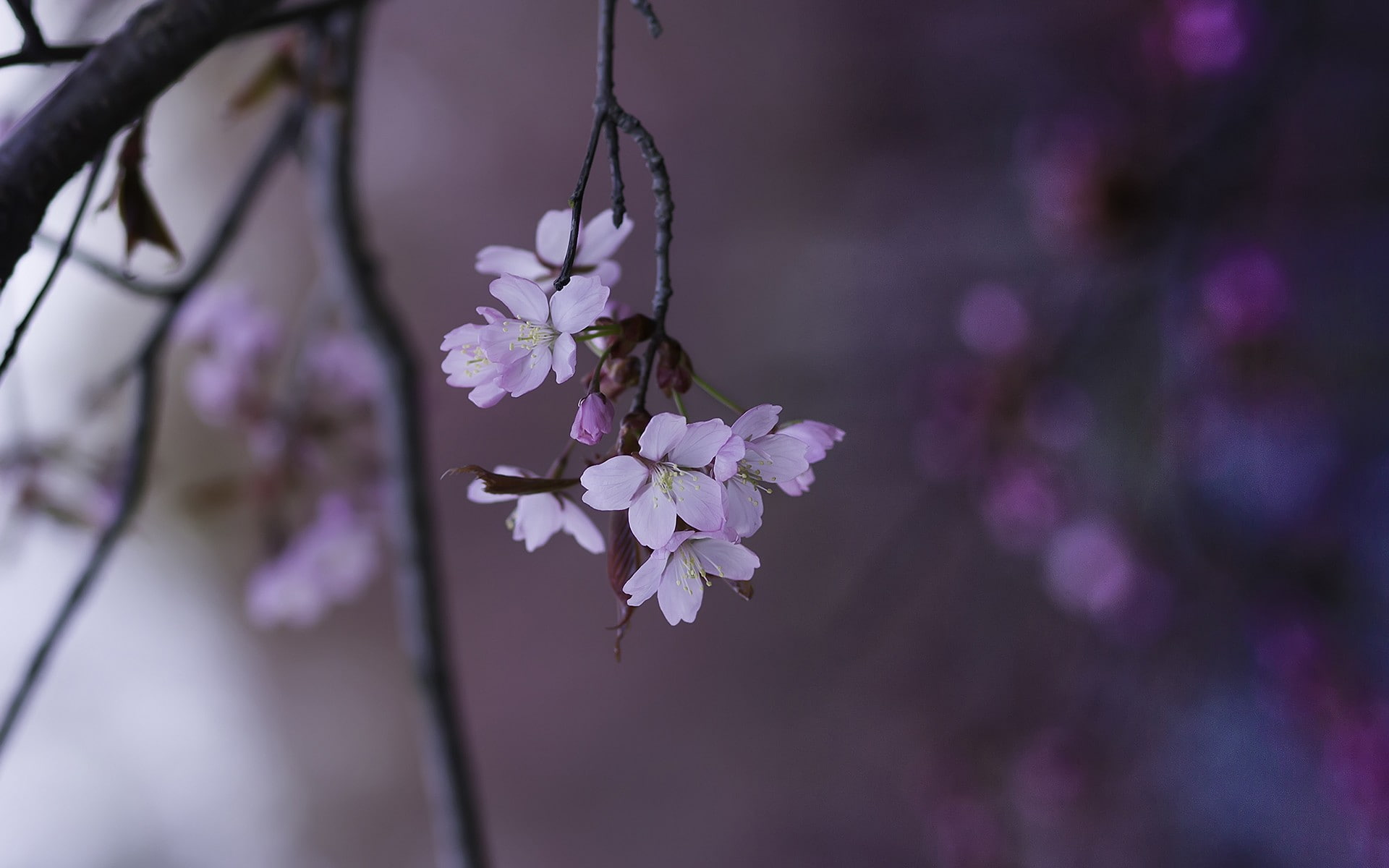 flowers, twigs, nature, 1080P, white flowers, depth of field, HD Wallpaper