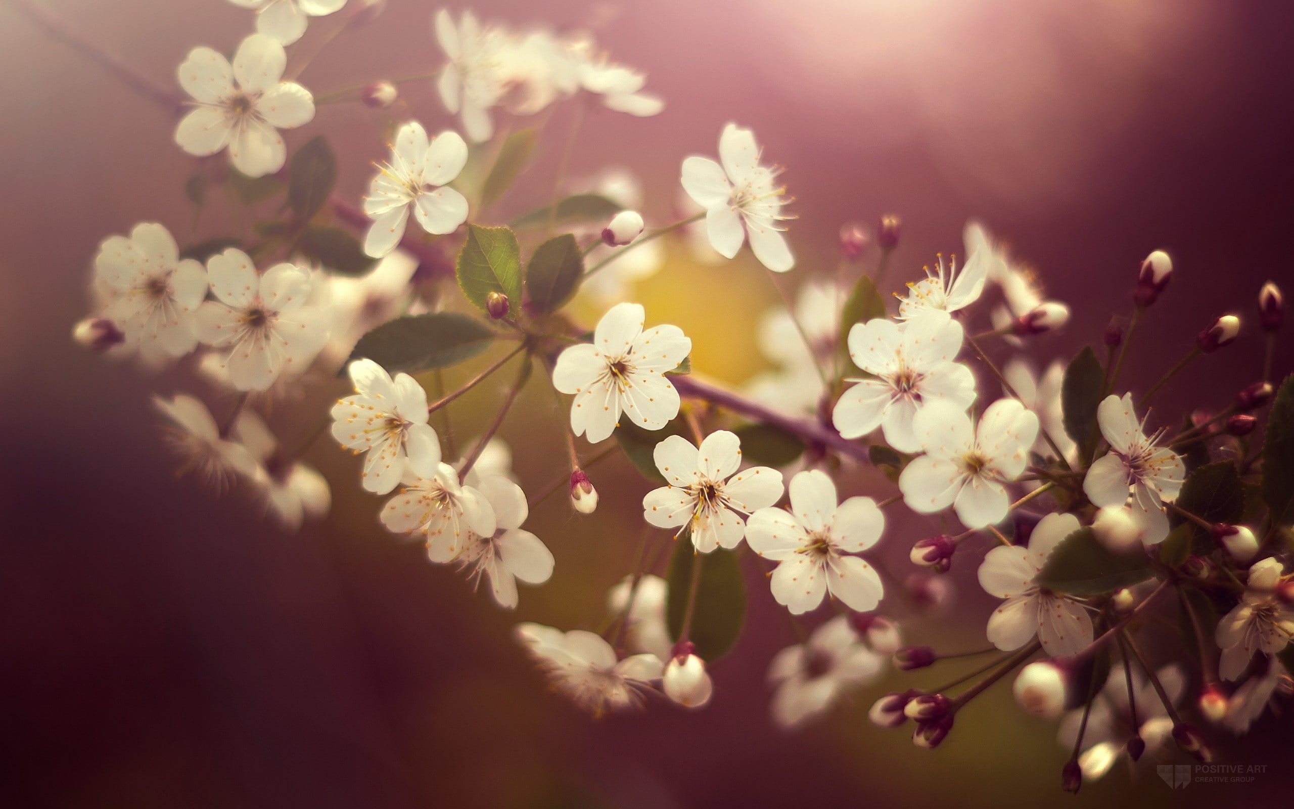 nature, 2K, twigs, white flowers, flowers, HD Wallpaper