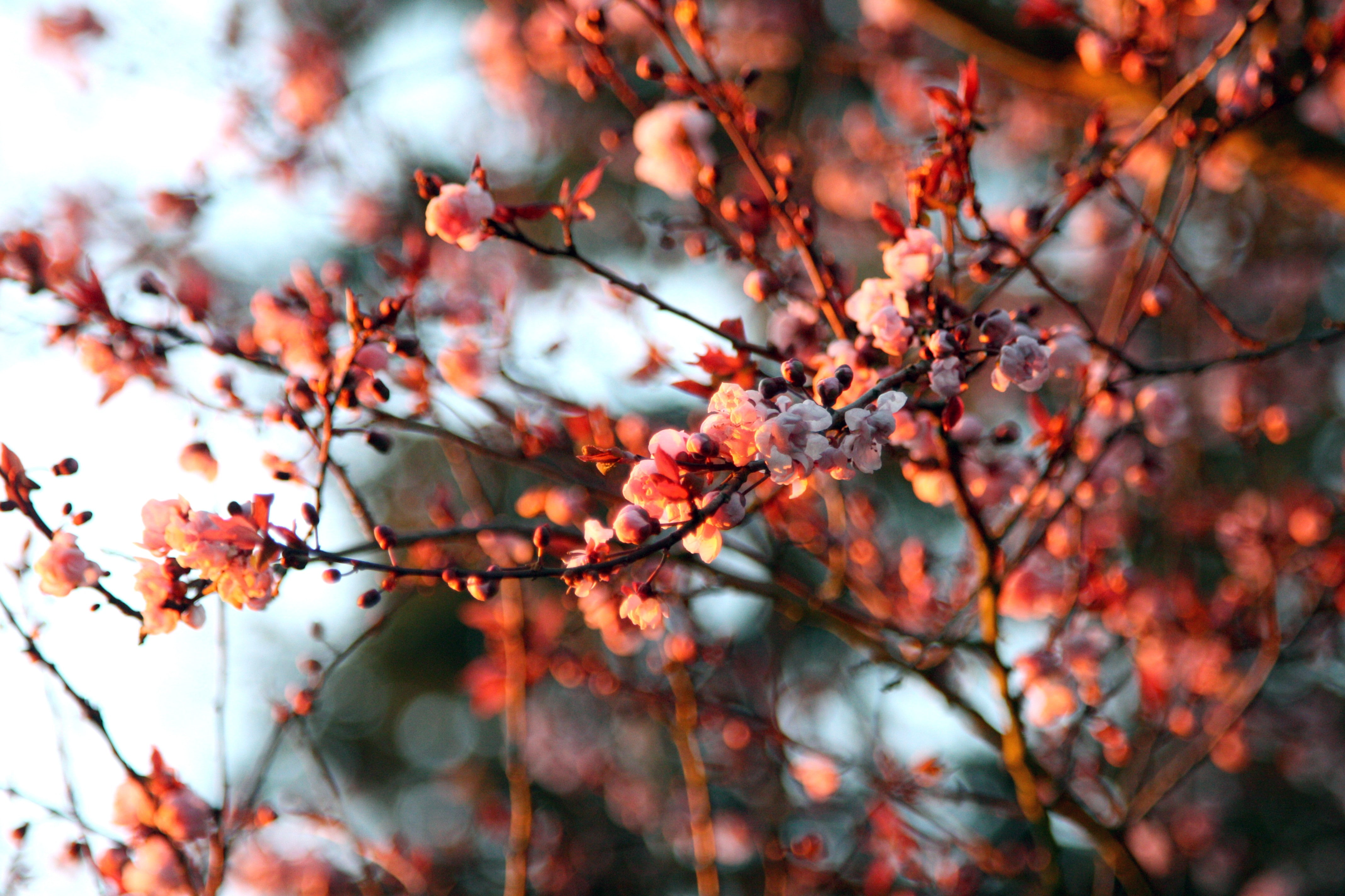 4K, nature, pink flowers, plants, flowers, depth of field, twigs, HD Wallpaper