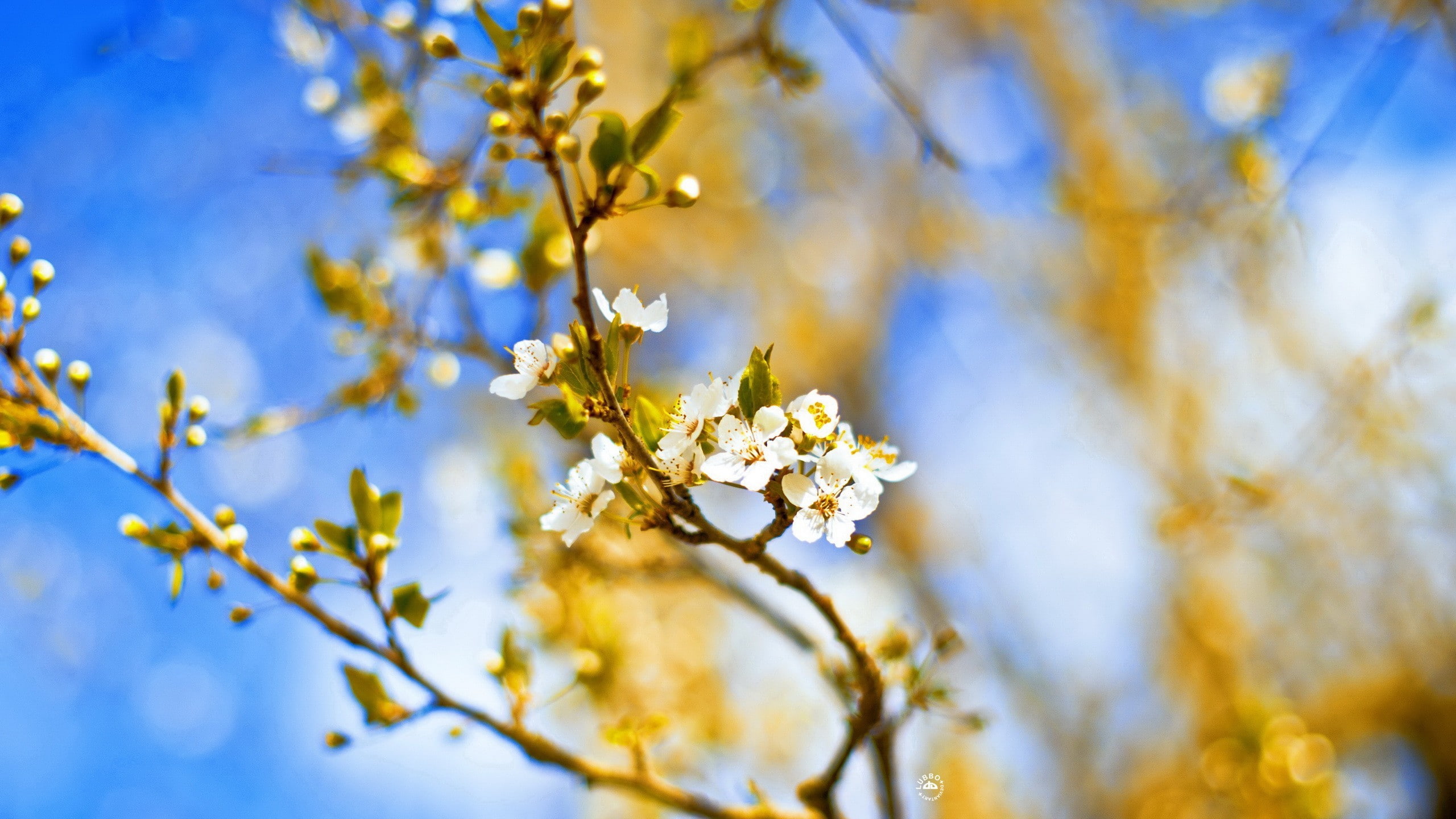 blue, fragility, blossoms, no people, flowering plant, outdoors, flower head, white flowers, flowers, tree, freshness, nature, selective focus, sky, blossom, HD Wallpaper