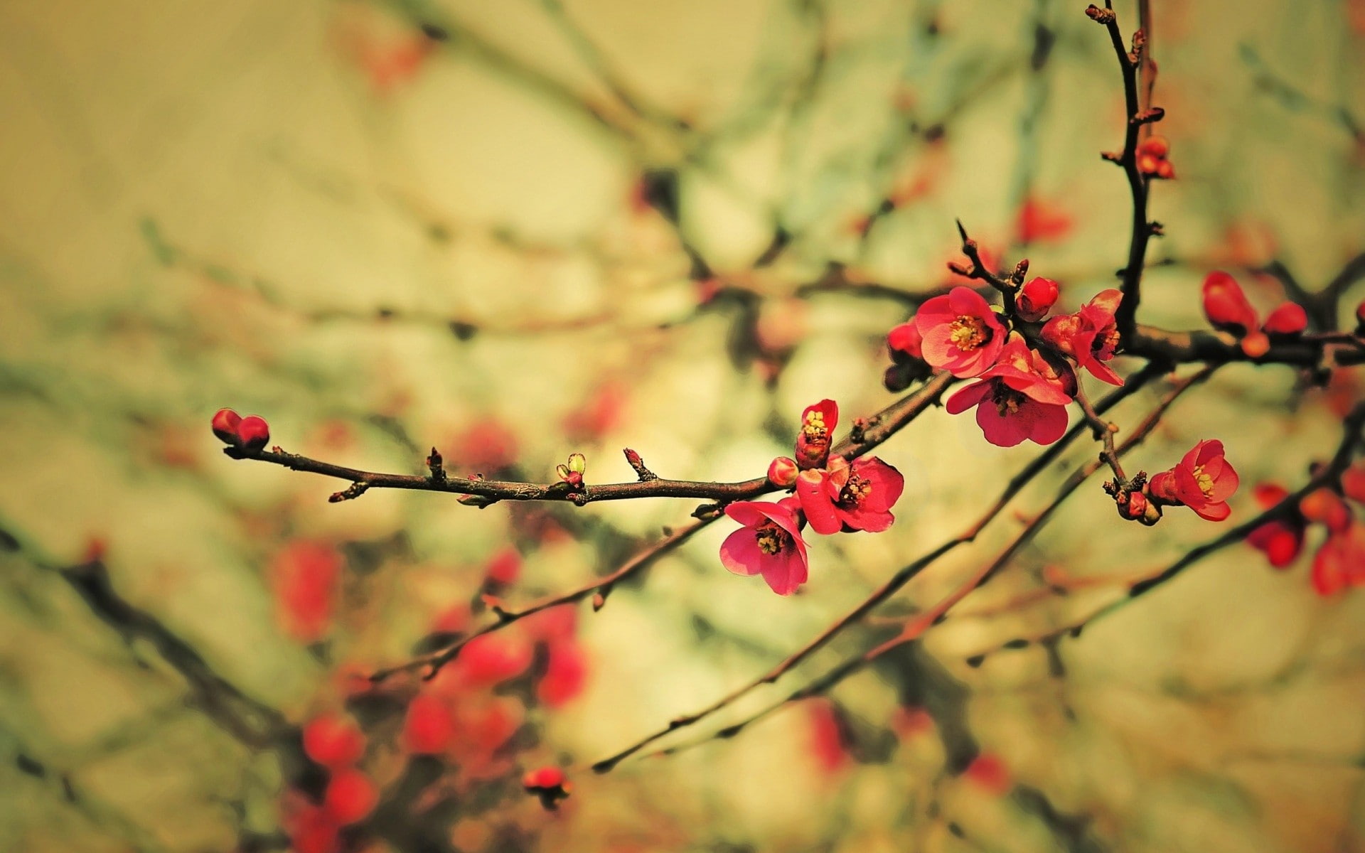 1080P, nature, twigs, flowers, pink flowers, HD Wallpaper