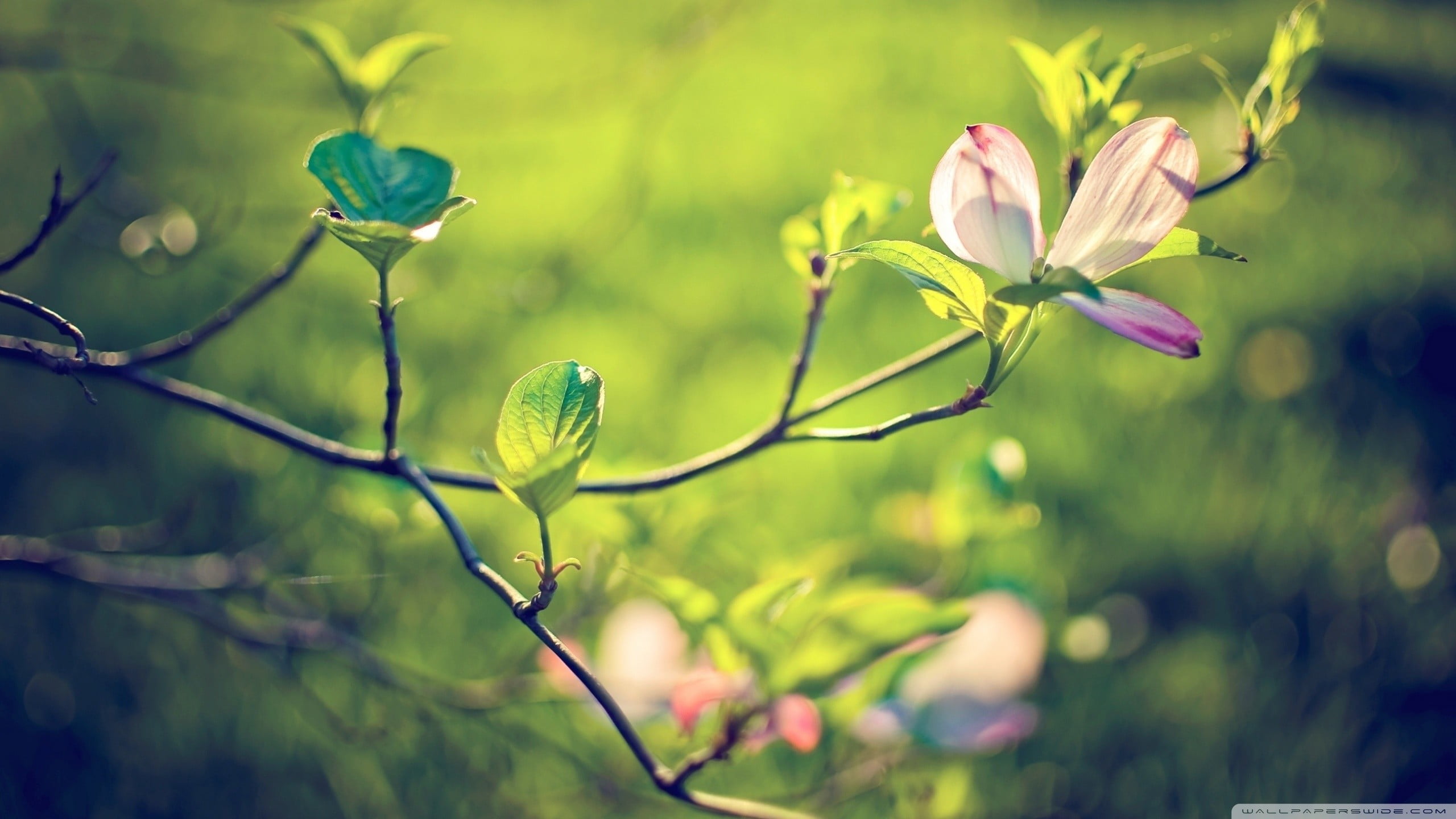 twigs, flower, plant stem, beauty in nature, fragility, plants, tree, petal, no people, day, freshness, 2K, untitled, plant, outdoors, plant part, green color, HD Wallpaper