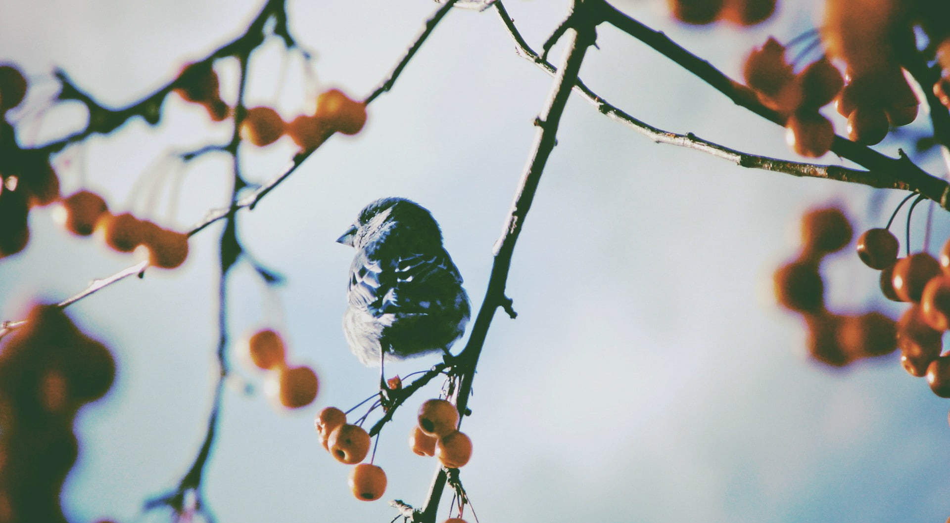 1080P, nature, berries, birds, flowers, twigs, HD Wallpaper