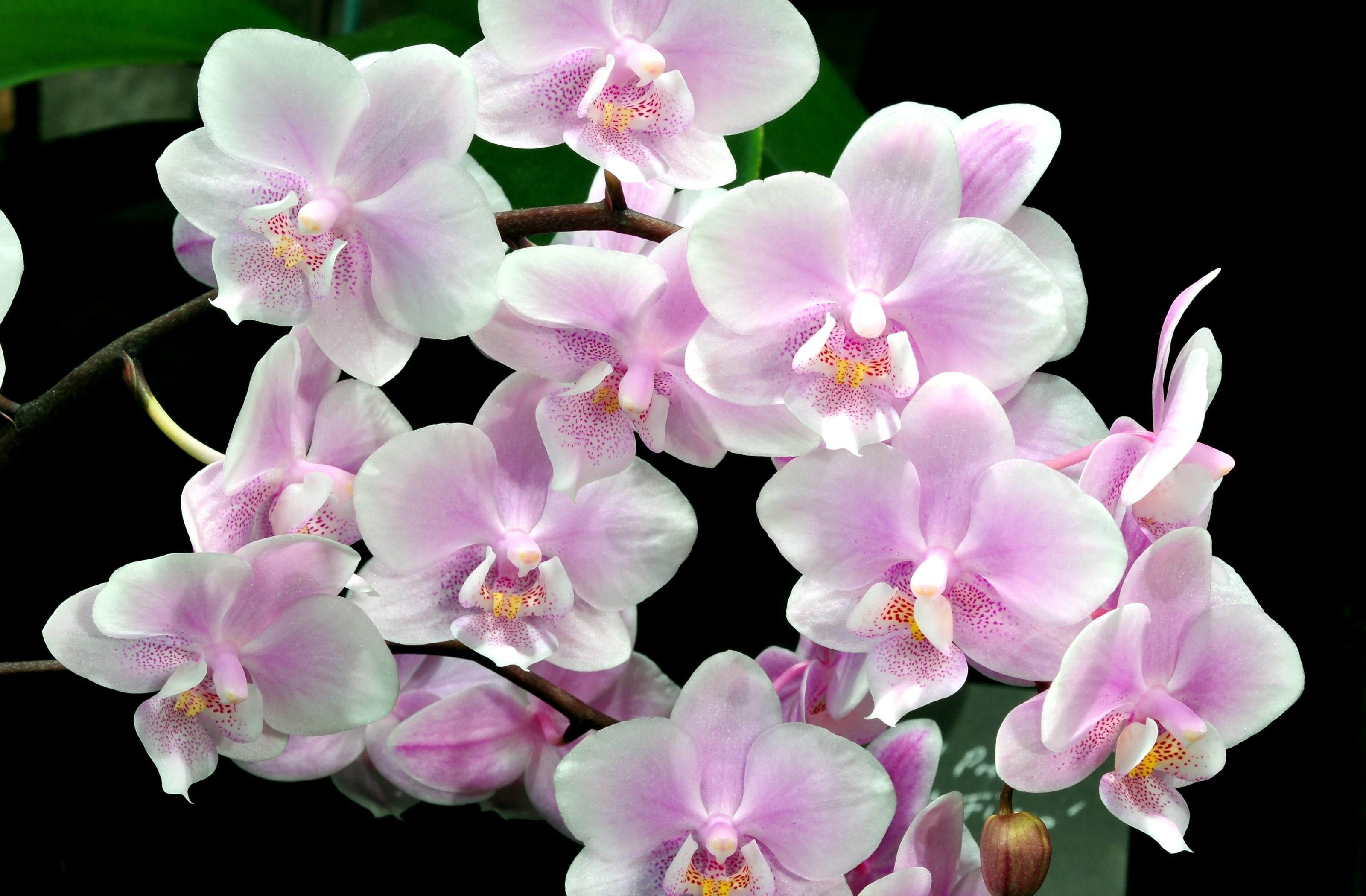 freshness, growth, flowering plant, twig, vulnerability, inflorescence, 2K, lilac, pink, tropical Climate, moth Orchid, bunch of flowers, fragility, pink Color, HD Wallpaper