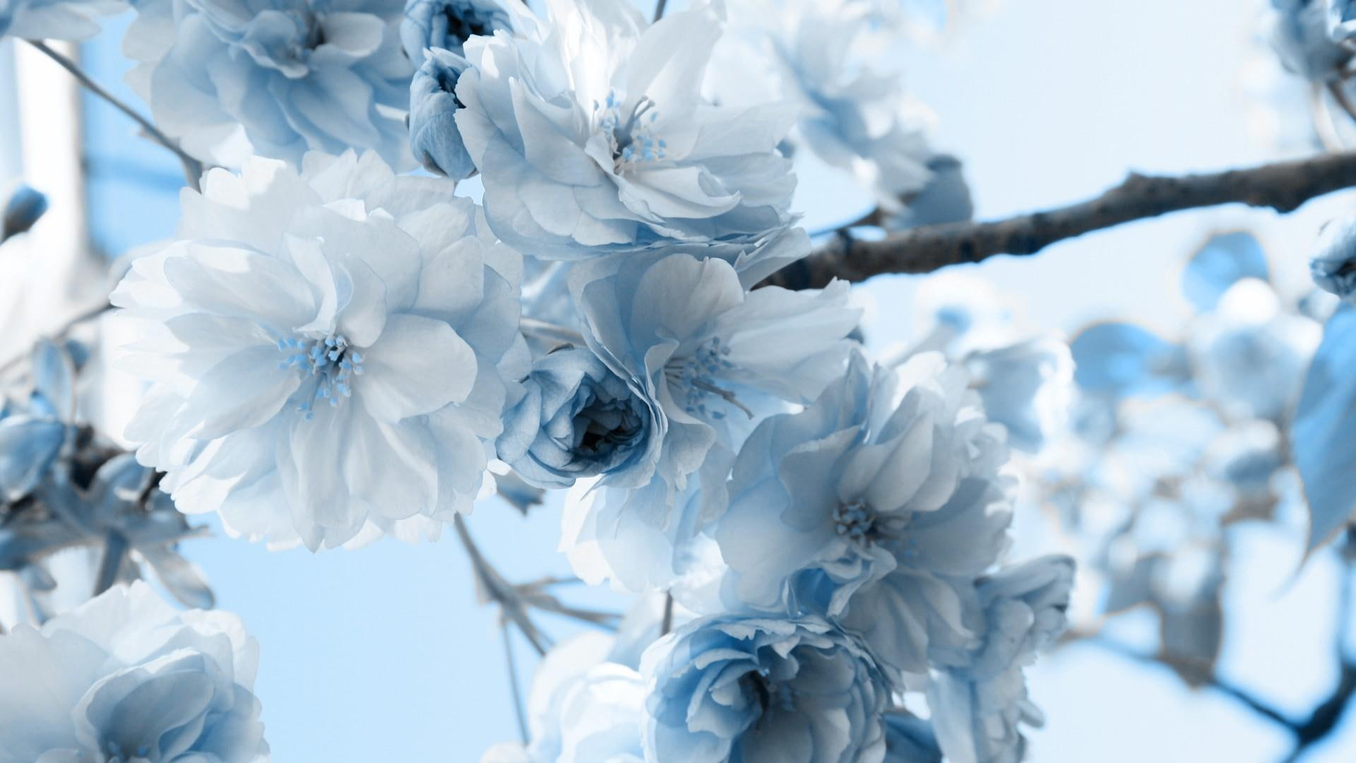 flowers, branch, white flowers, 1080P, twig, twigs, HD Wallpaper