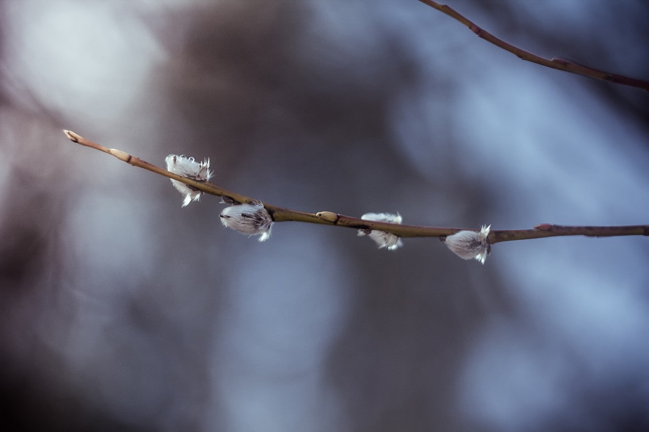 720P, flowers, plants, Latvia, nature, twigs, HD Wallpaper