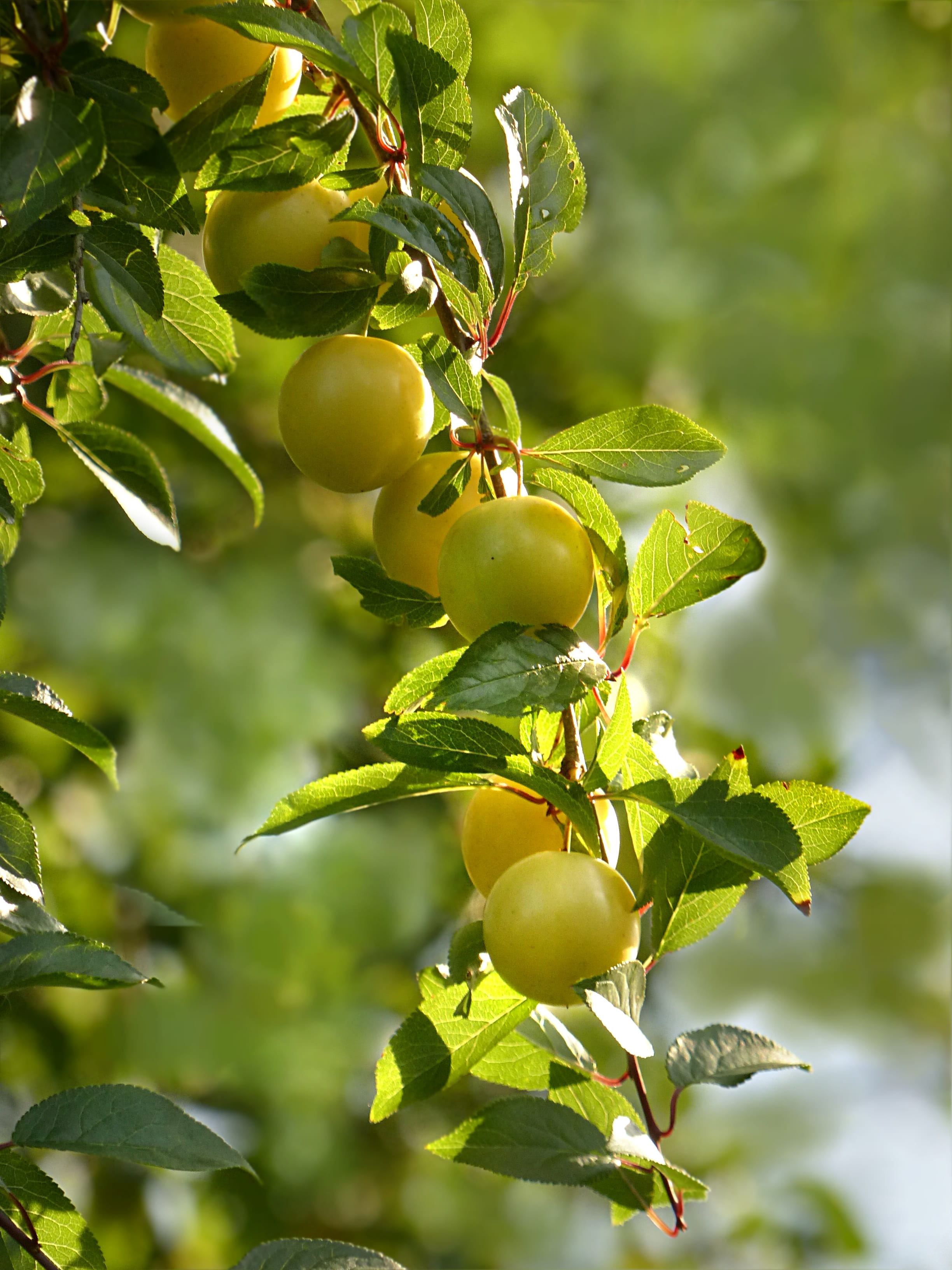 leaf, photography, fruit, no people, fruit tree, shallow, yellow, 2K, fruits, tree, nature, outdoors, summer, food, agriculture, plant, close-up, green, Phone HD Wallpaper