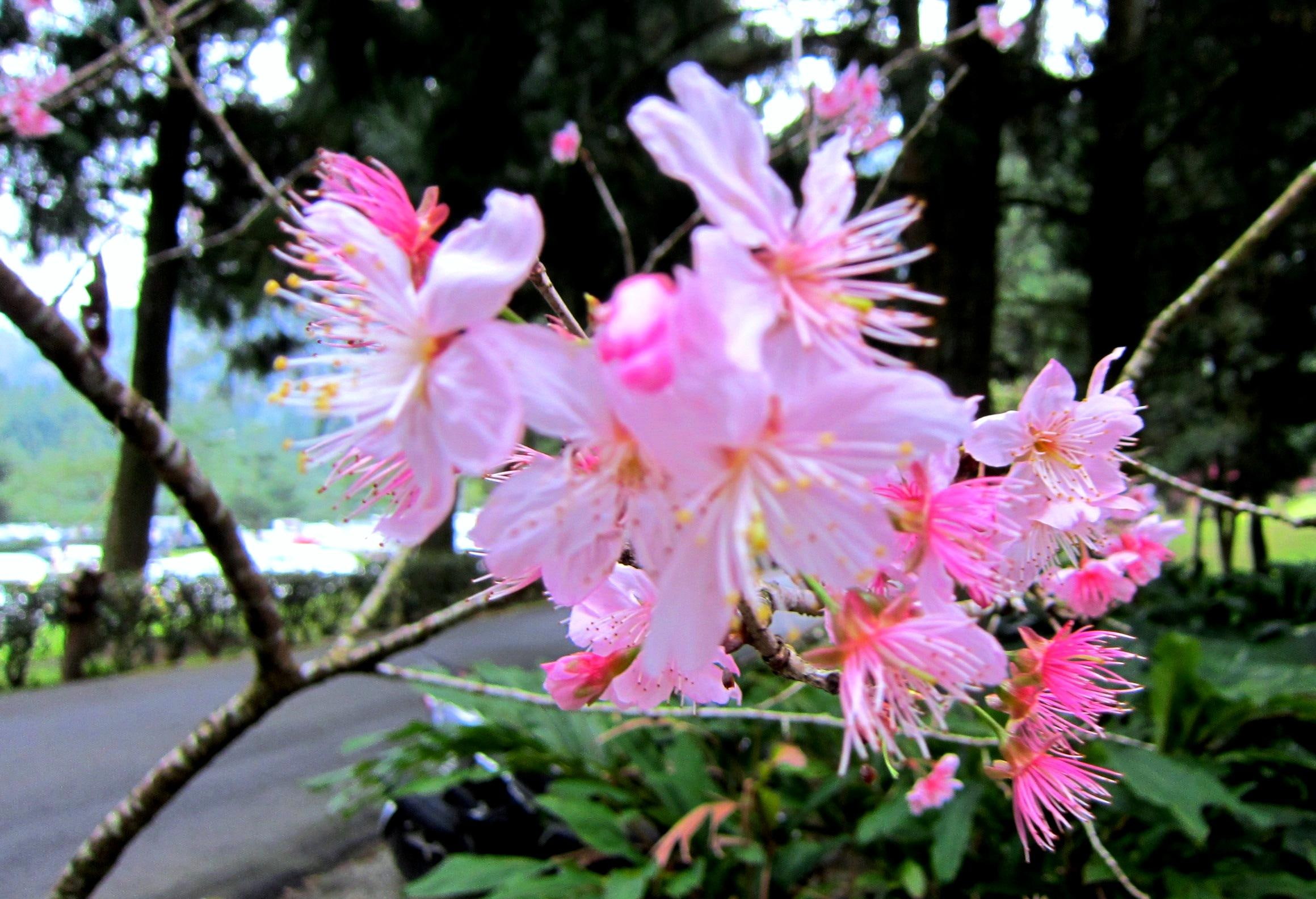 flower, peach tree, petaled, 1080P, five petals, pink, pretty, flowers, prunus, 3d and abstract, persica, HD Wallpaper