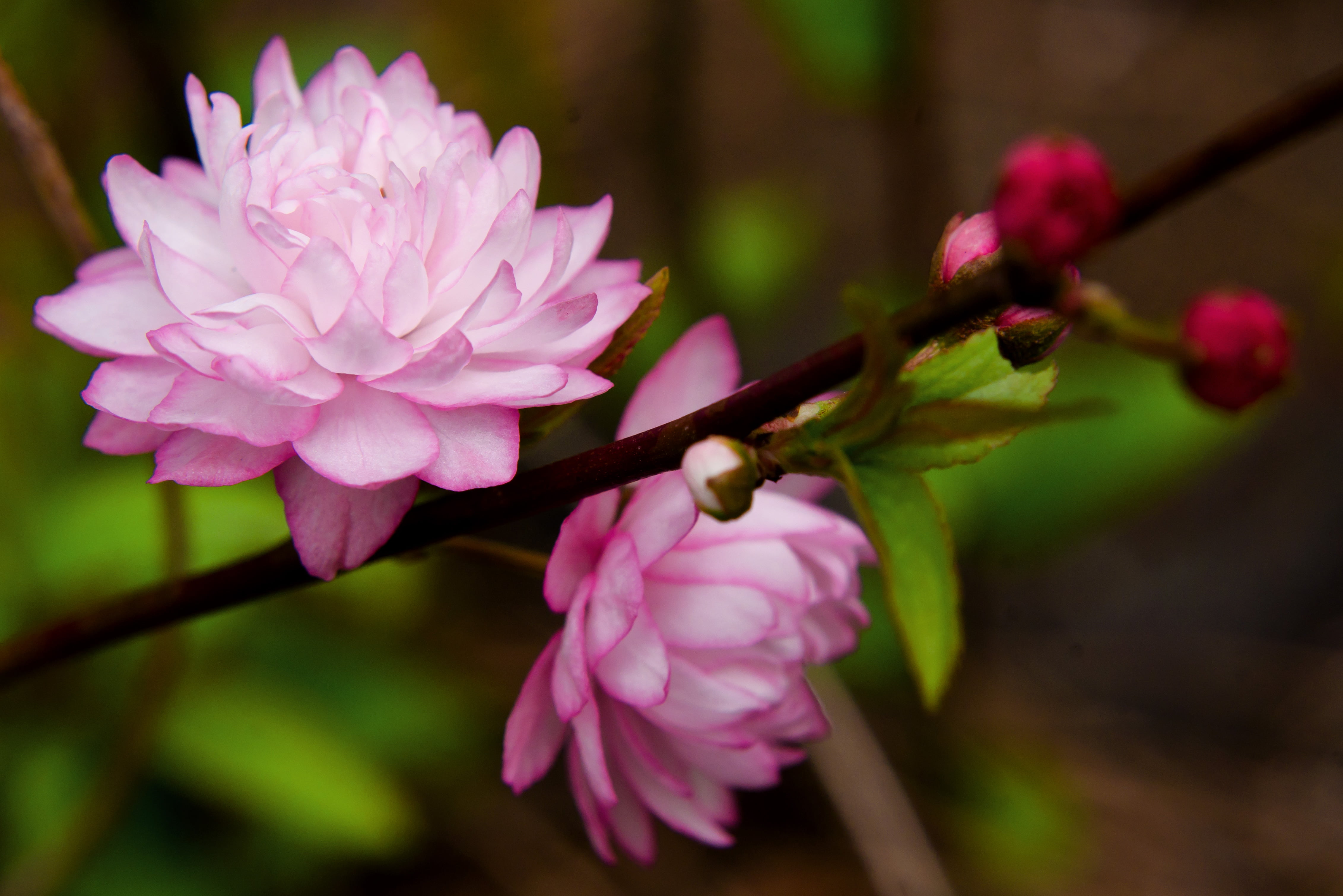 Plant, closeup photography, photography, Prunus Glandulosa, Spring, Pink, 8G, Beautiful, Tree, 4K, D7000, Bokeh, Flower, Nikon AF, closeup, petaled, f / 1, HD Wallpaper