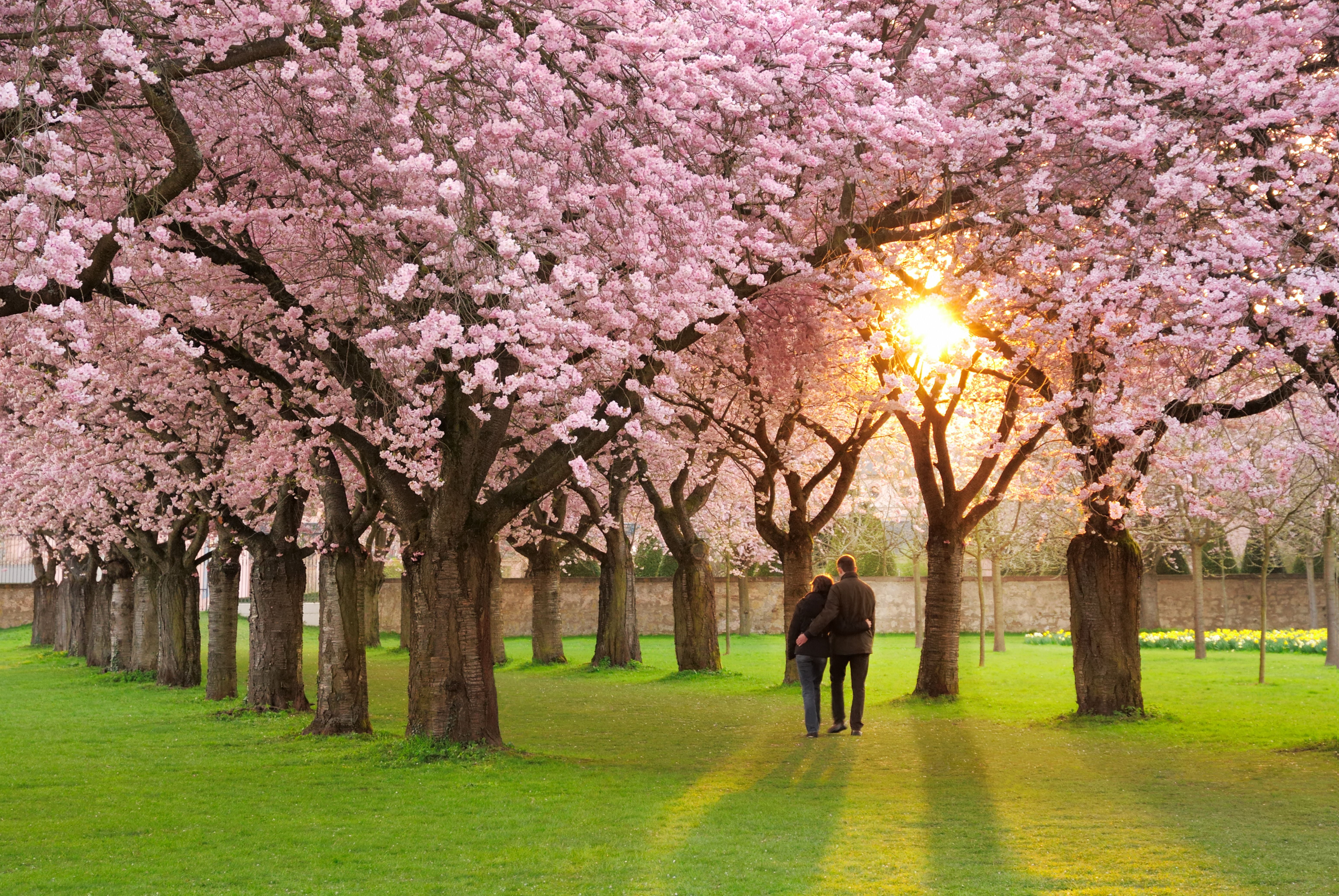 leaf, nature, springtime, Sakura, petals, grass, flower Head, pink, leafed, people, park, tree, cherry Blossom, real people, beauty In Nature, cherry Tree, HD Wallpaper