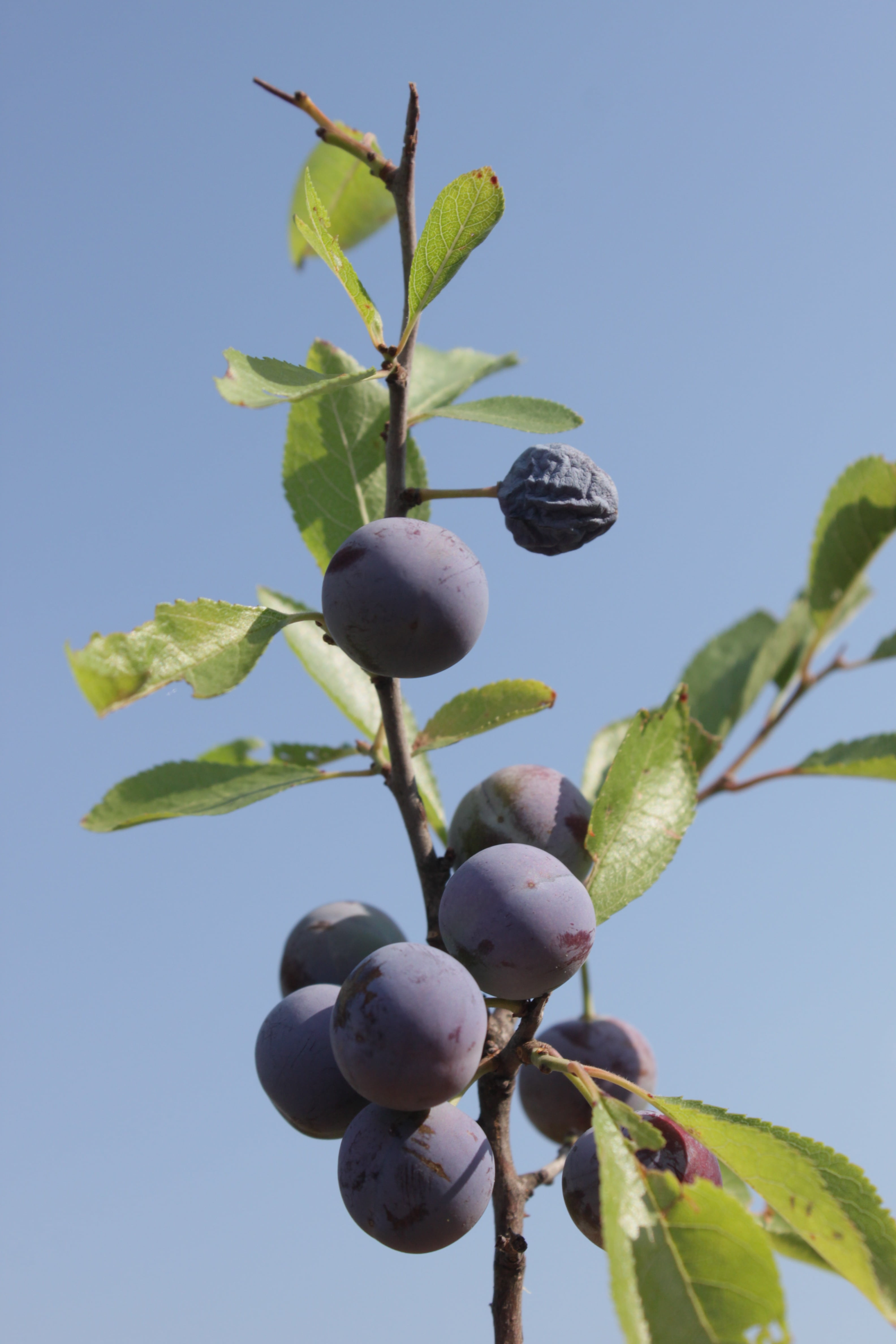 4K, food, nature, plant part, growth, blueberries, plant, fruit, ripe, spinosa, food and drink, winemaking, tree, sloe, close-up, freshness, green color, Phone HD Wallpaper