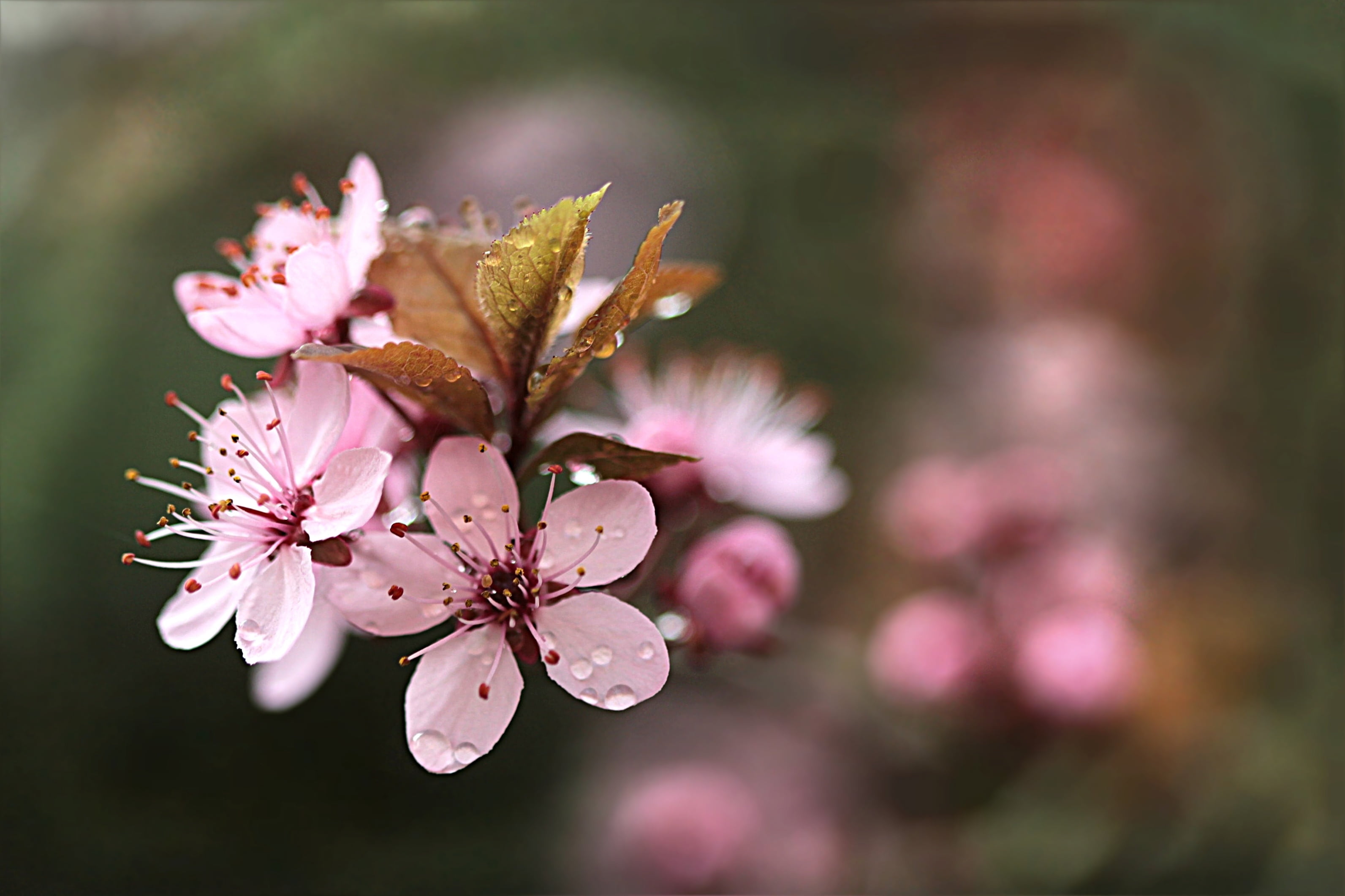 2K, fragility, spring, petaled, softness, plant, blossom, bloom, flowering plant, cherry blossom, selective focus, nature, vulnerability, tree, photography, HD Wallpaper