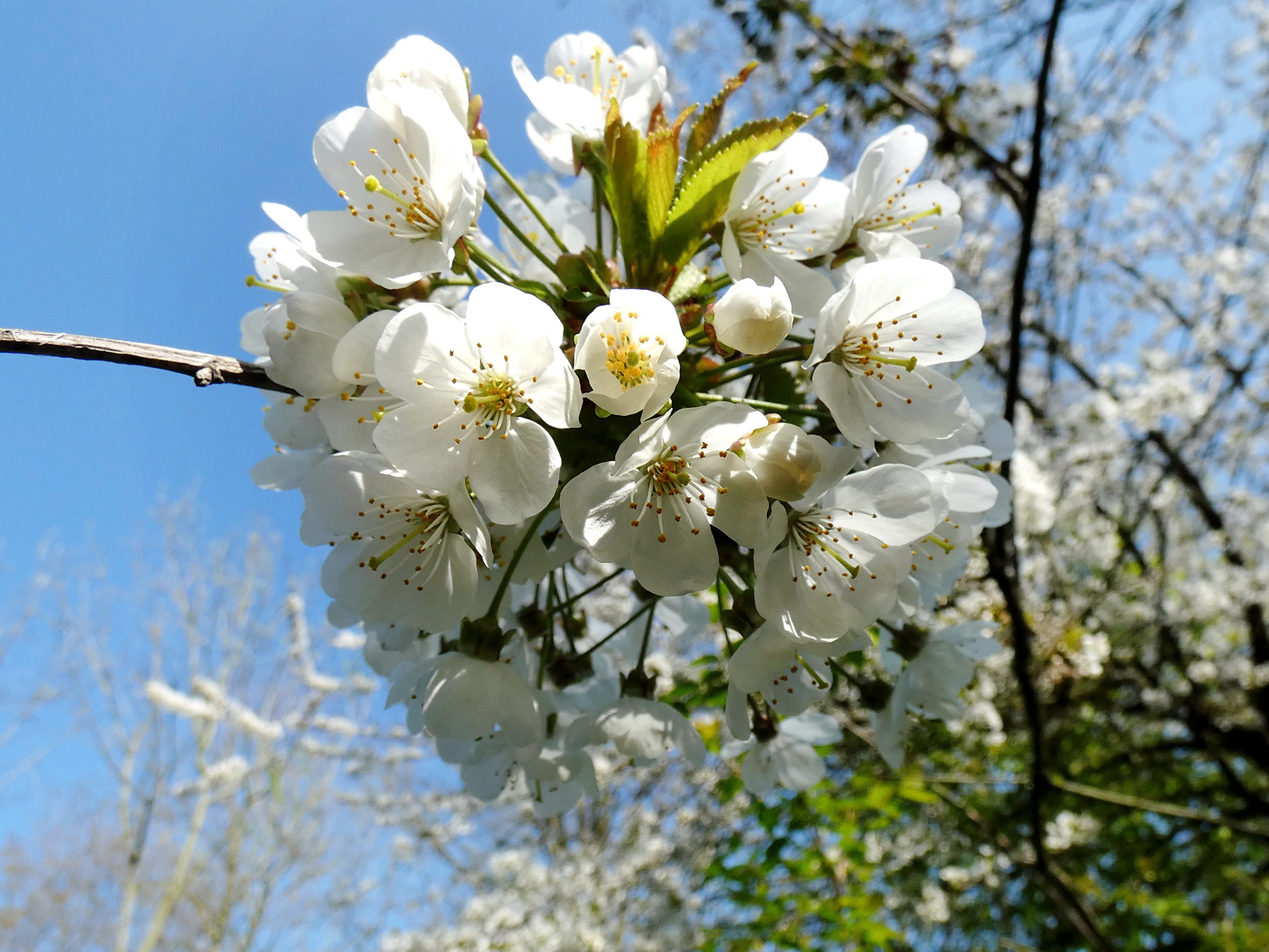 prunus, cherry blossom, vulnerability, close-up, flower, cherry, branch, petal, white color, flowering plant, nature, beauty in nature, fragility, growth, HD Wallpaper