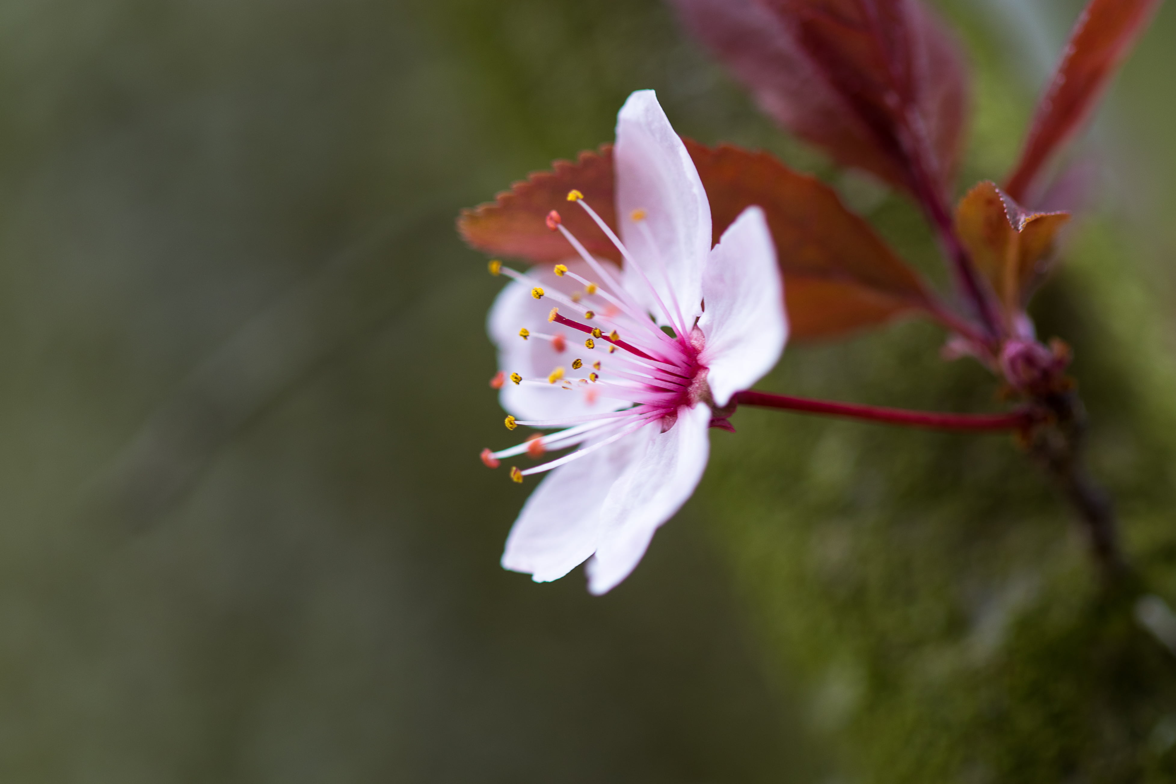white, nature, plant, flower Head, shallow, shallow focus, Prunus, petal, printemps, blossom, Japon, beauty In Nature, pink, du, focus, 4K, flower, summer, HD Wallpaper