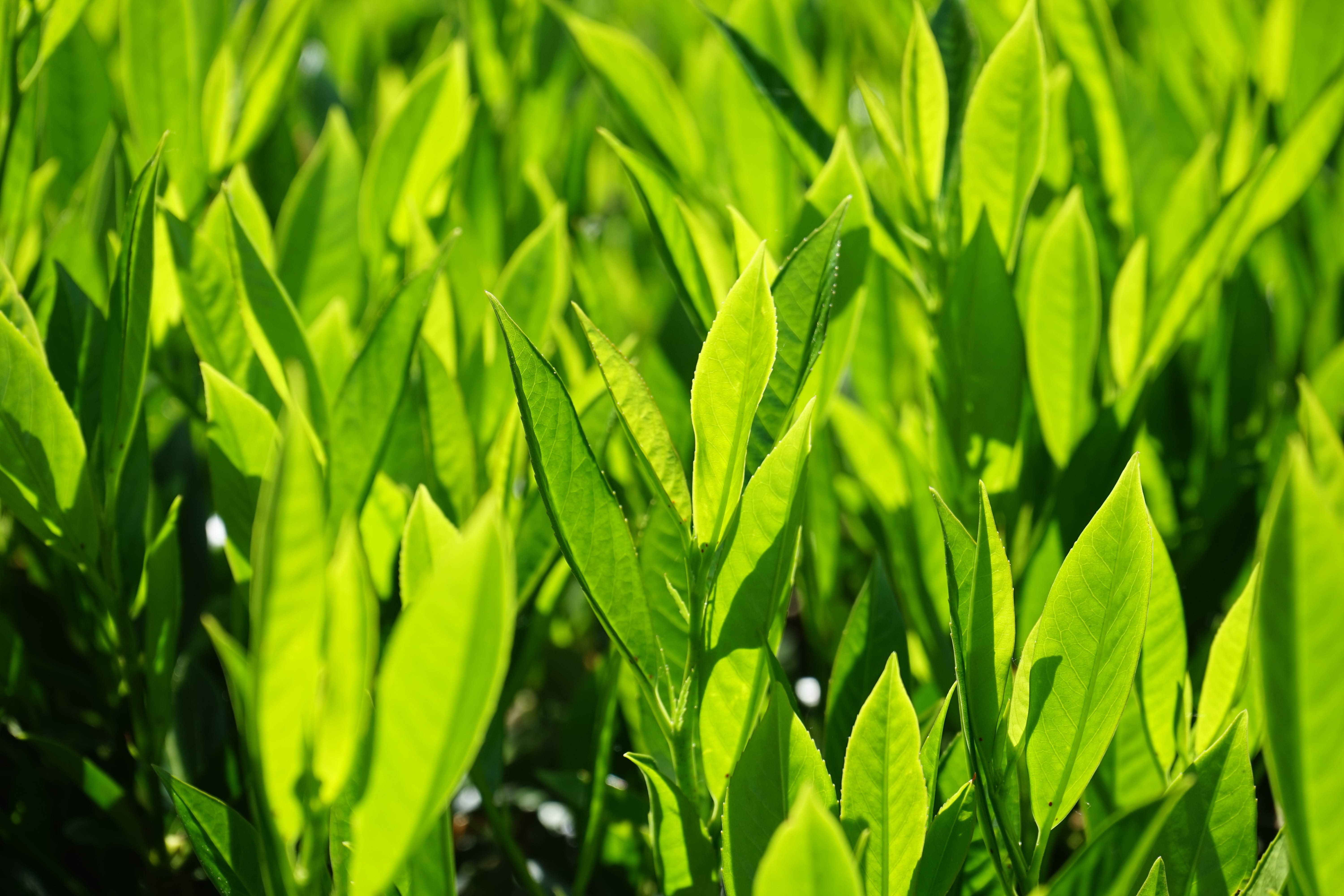 growth, field, 5K, green, light green, rose greenhouse, environment, nature, leaf, rosaceae, beauty in nature, close-up, shades of green, full frame, agriculture, HD Wallpaper