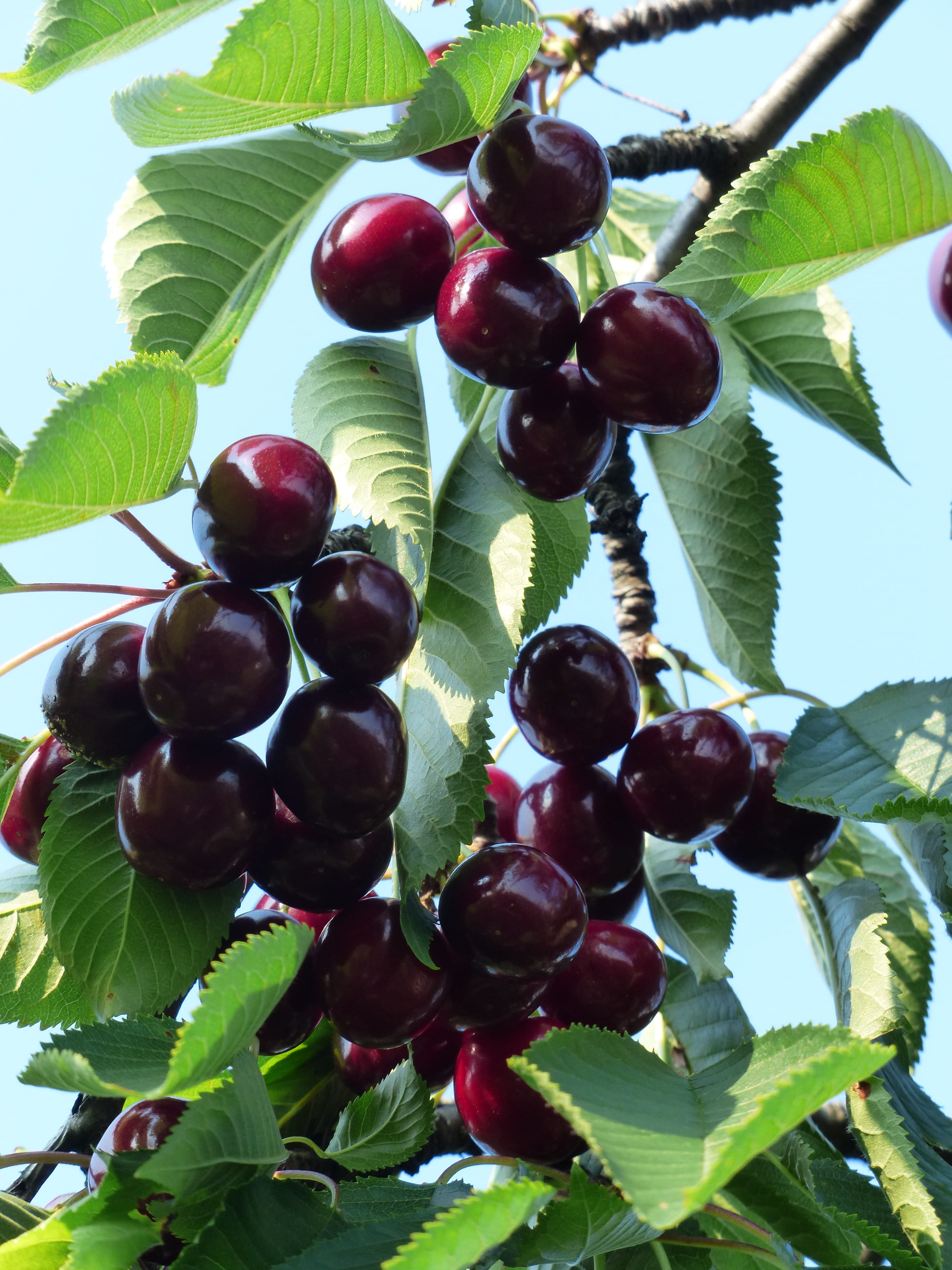 day, healthy eating, plant, cherry, fruit, growth, fruit tree, red, Red, sweet, no people, 4K, leaf, plant part, Red, Fruit, low angle view, green color, Phone HD Wallpaper