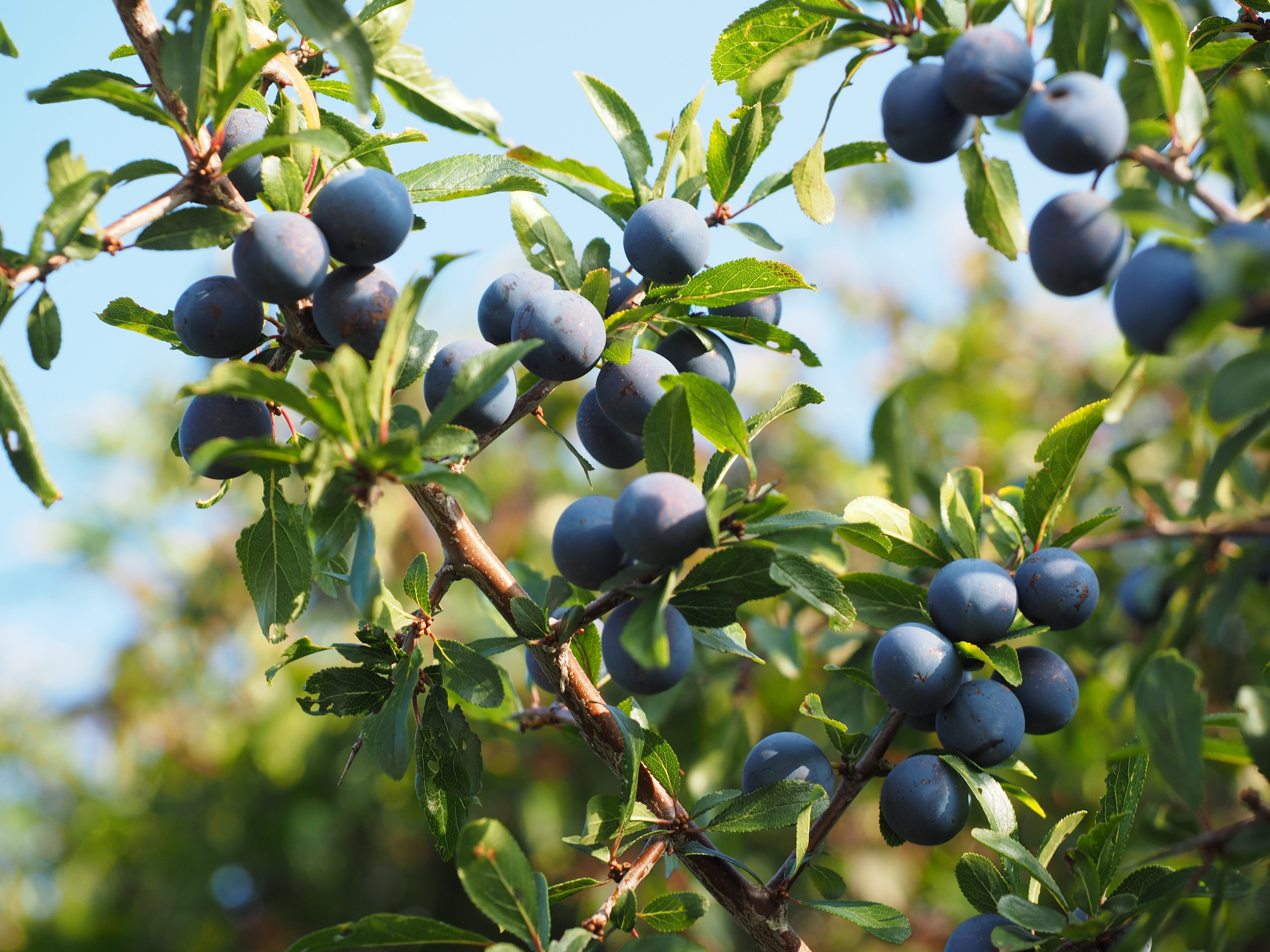 branch, no people, prunus spinosa, blackthorn, food, heckendorn, ripe, burst, rosaceae, green color, steinobstgewaechs, tree, outdoors, close-up, schlehendorn, HD Wallpaper