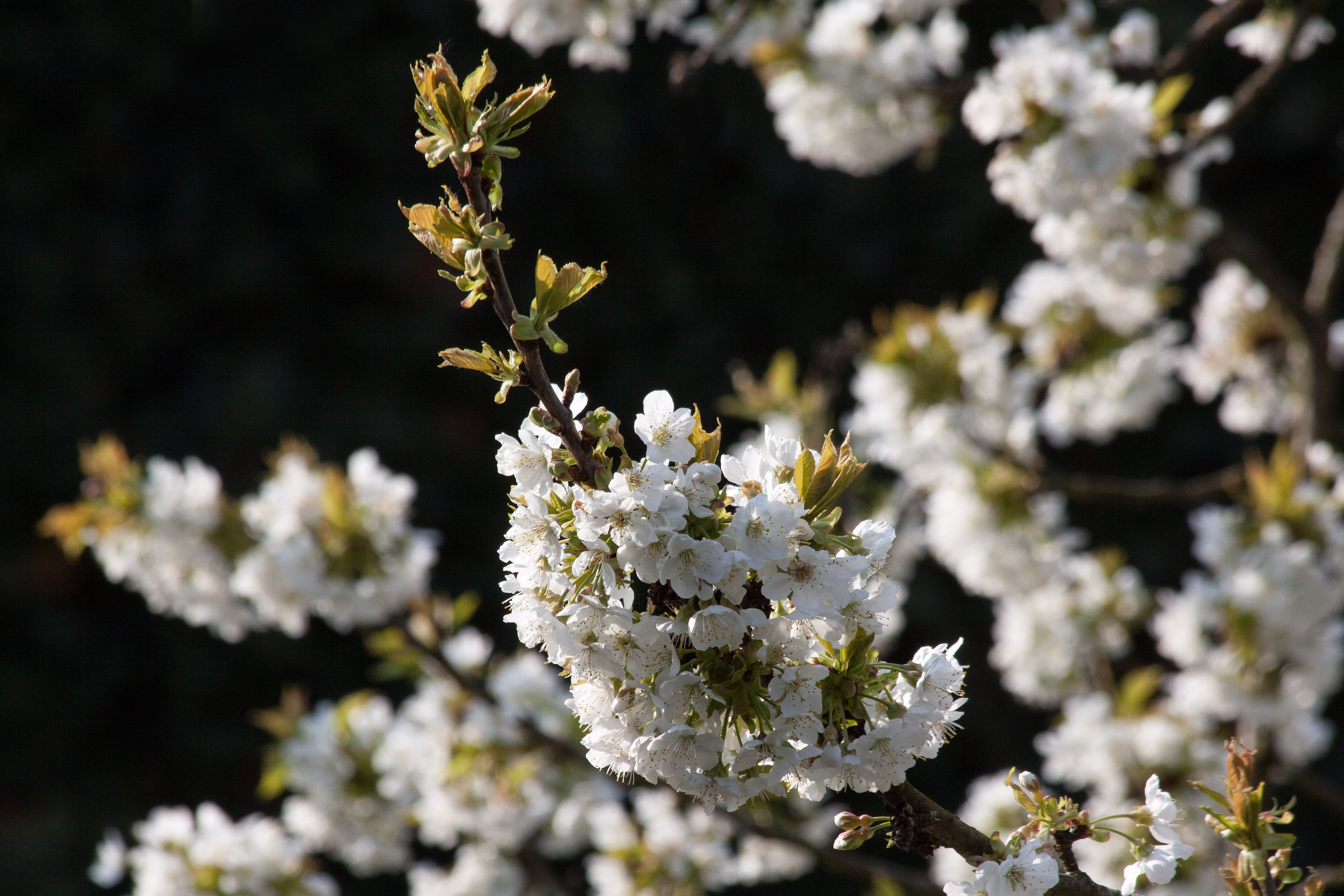 flower, rosaceae, focus on foreground, cherry tree, flowering plant, no people, cherry blossom, nature, blossom, inflorescence, five digit flower, growth, HD Wallpaper