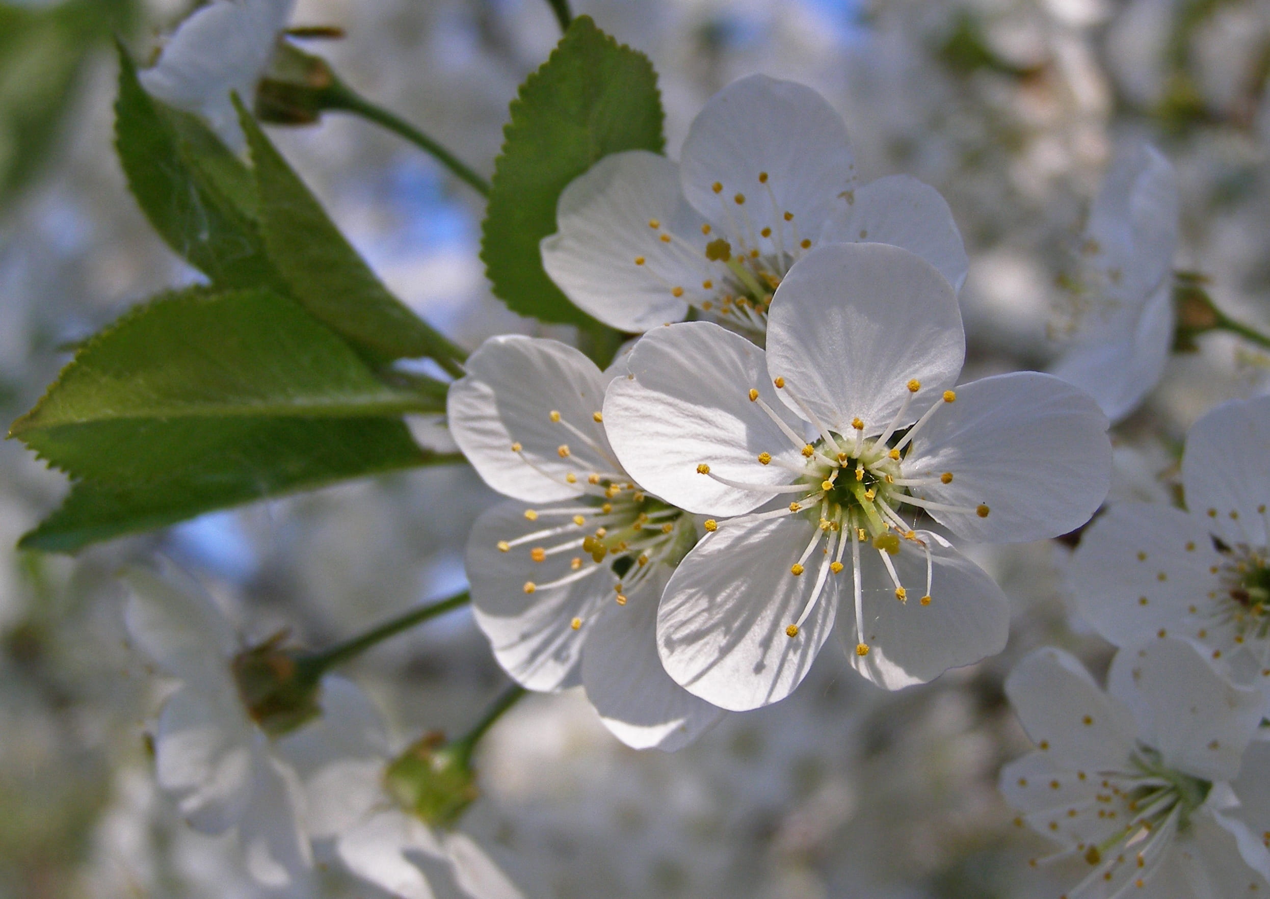 blossom, vulnerability, day, bush, nature, tree, cherry blossom, 1080P, fruit tree, flower head, fragility, growth, spring, white, flowering plant, cherry tree, HD Wallpaper