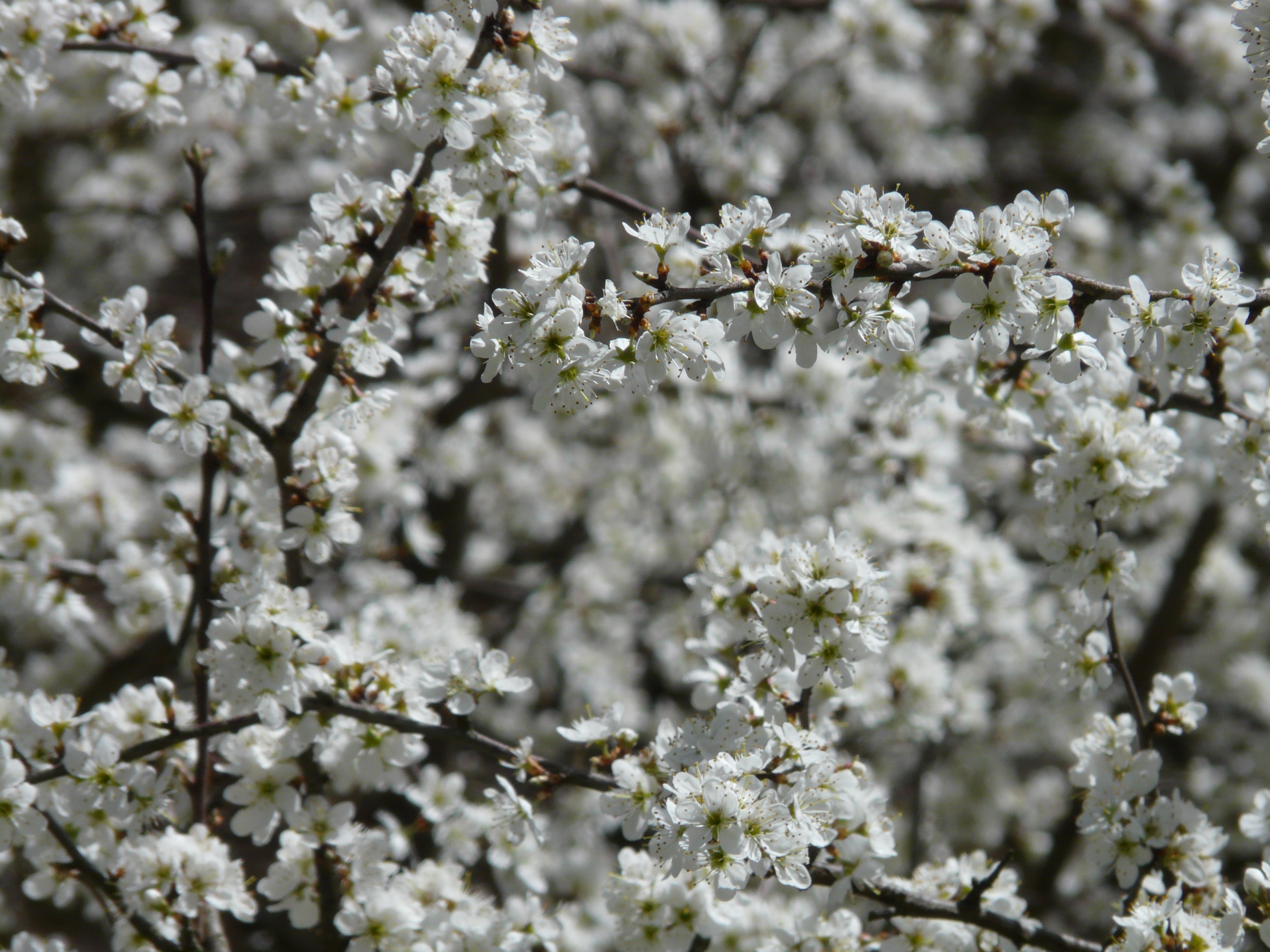 close-up, branch, vulnerability, white splendour, flower head, growth, plant, nature, cherry tree, fill, flowers, rose greenhouse, white, selective focus, HD Wallpaper