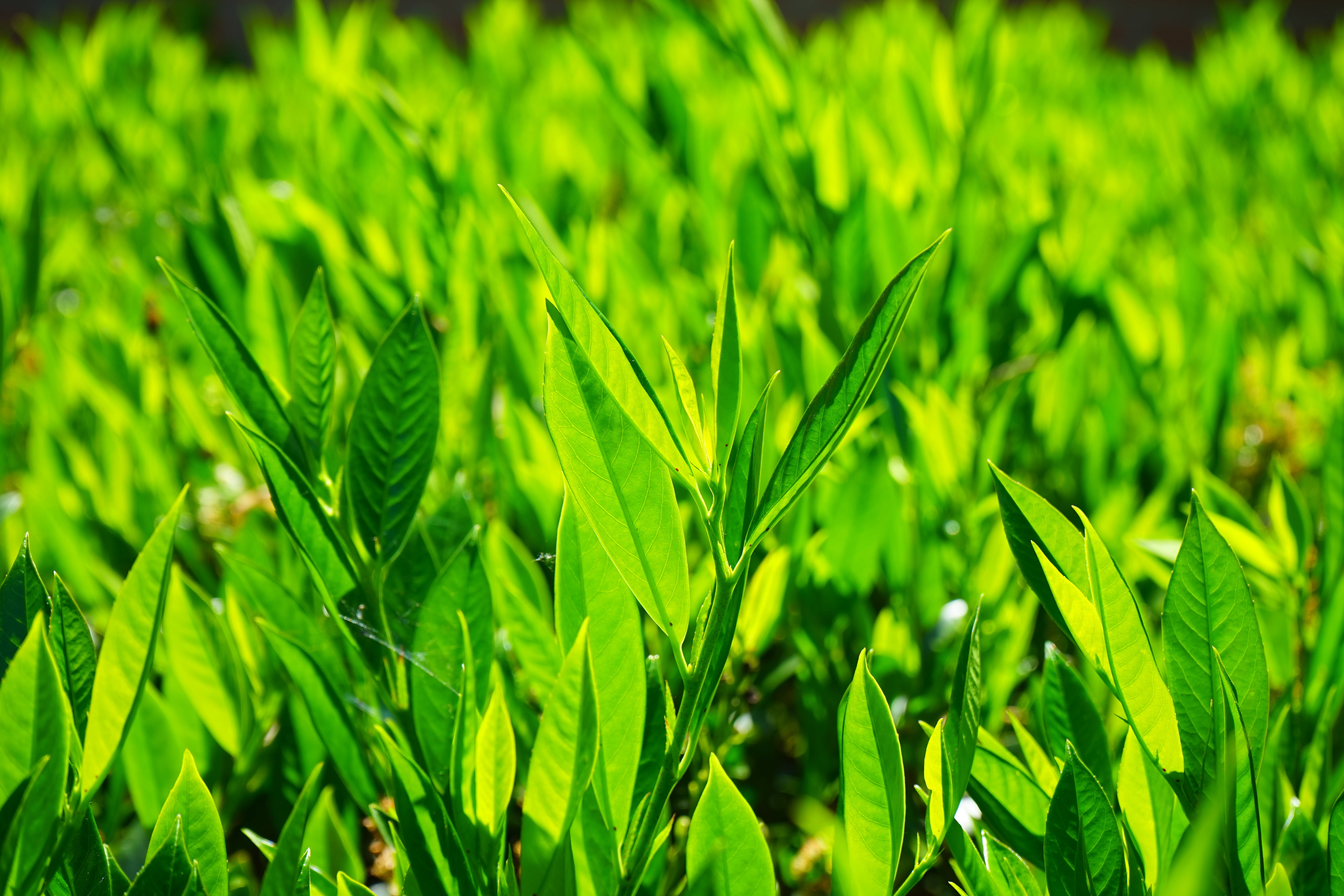 land, ornamental plant, plant, growth, nature, lush foliage, agriculture, bay leaves, full frame, no people, bayberry, freshness, outdoors, grass, field, HD Wallpaper