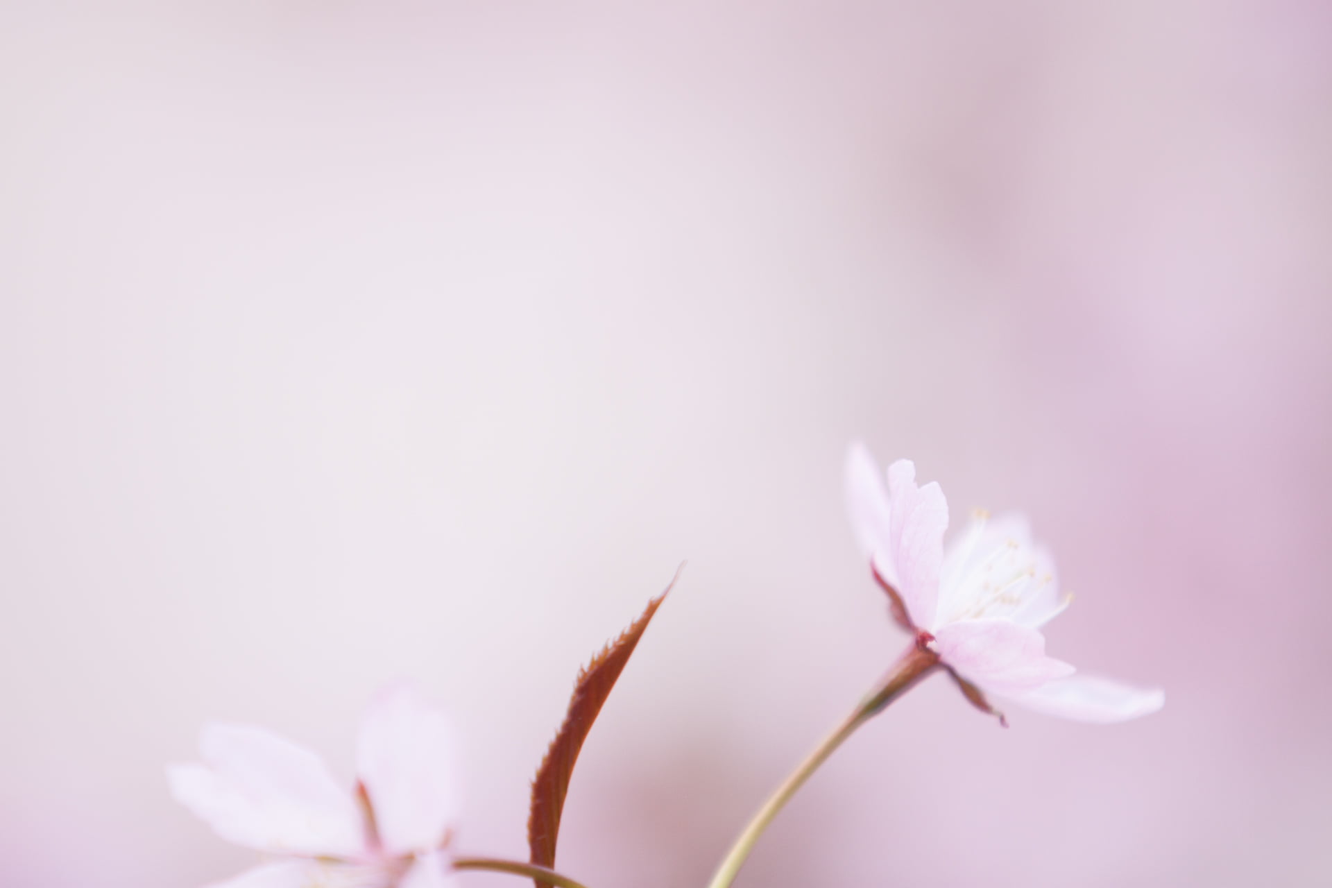 heads, bokeh, photo, 1080P, prunus sargentii, Japanese, dof, freshness, close, beauty In Nature, hill cherry, flowers, springtime, nature, close up, North, HD Wallpaper