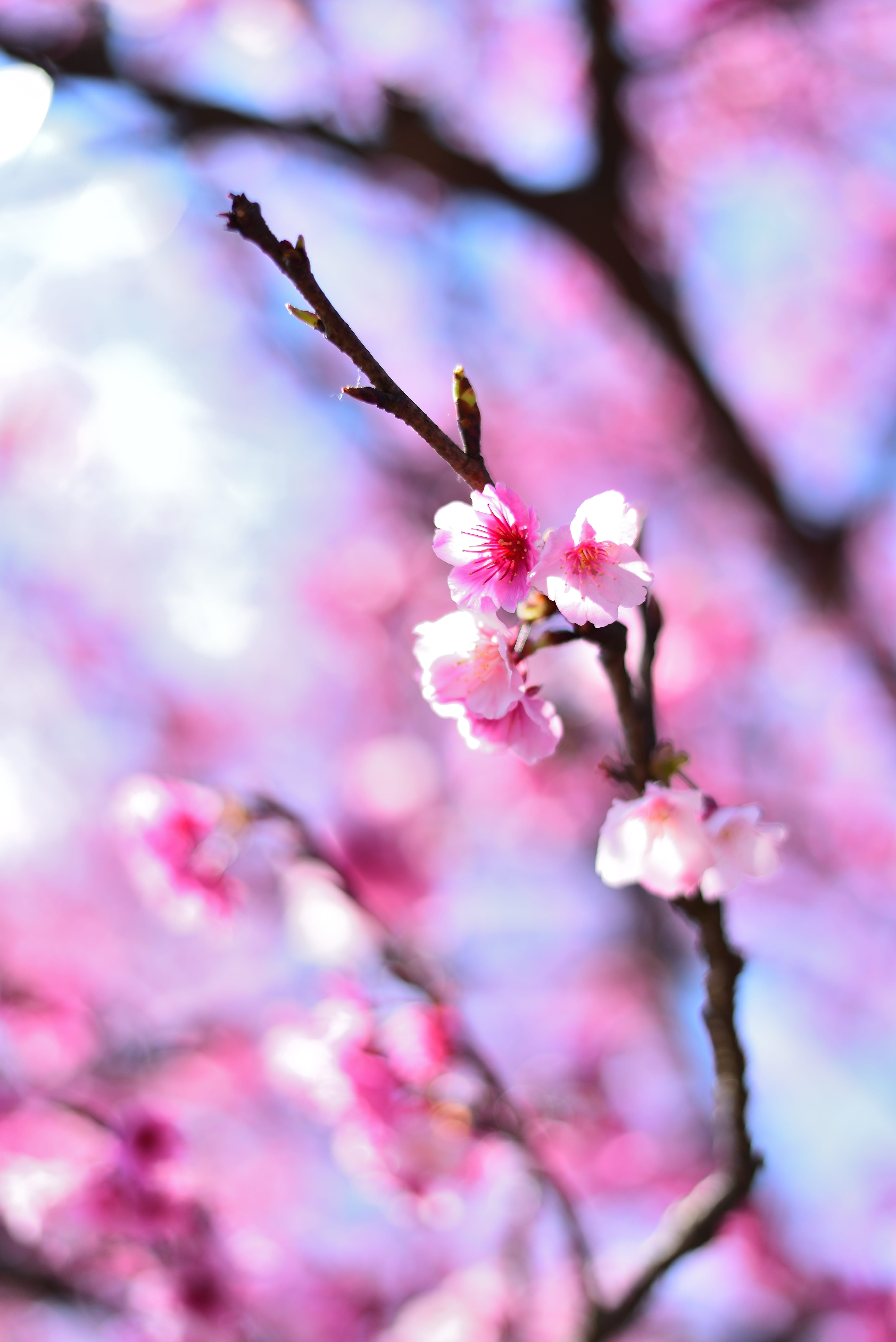 cherry tree, growth, flowering plant, flower, no people, vulnerability, fragility, day, outdoors, freshness, pink color, branch, springtime, botany, nature, Phone HD Wallpaper