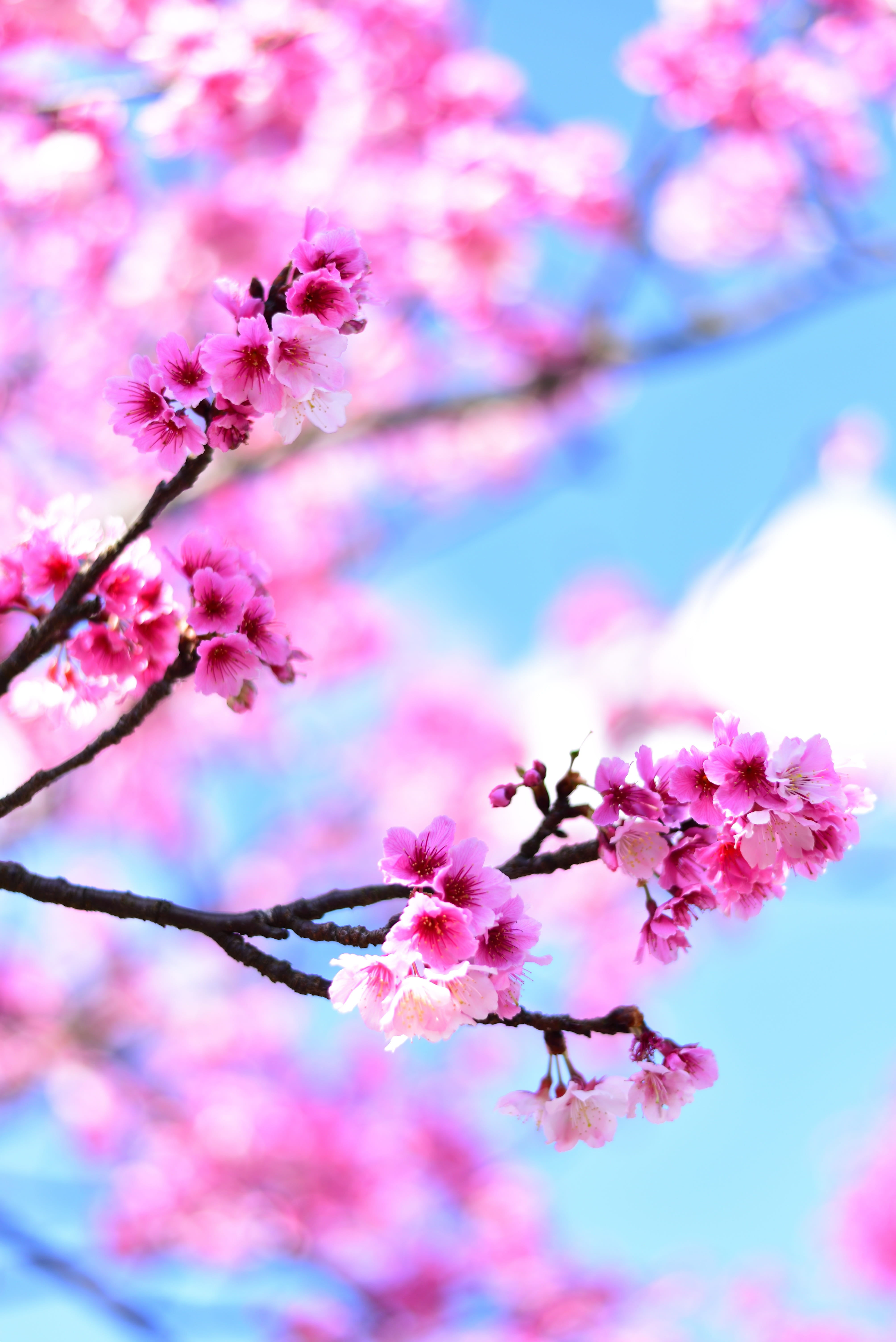 blossom, flowering plant, flower head, no people, branch, tree, 5K, freshness, plant, day, nature, beauty in nature, flower, petal, growth, cherry tree, Phone HD Wallpaper