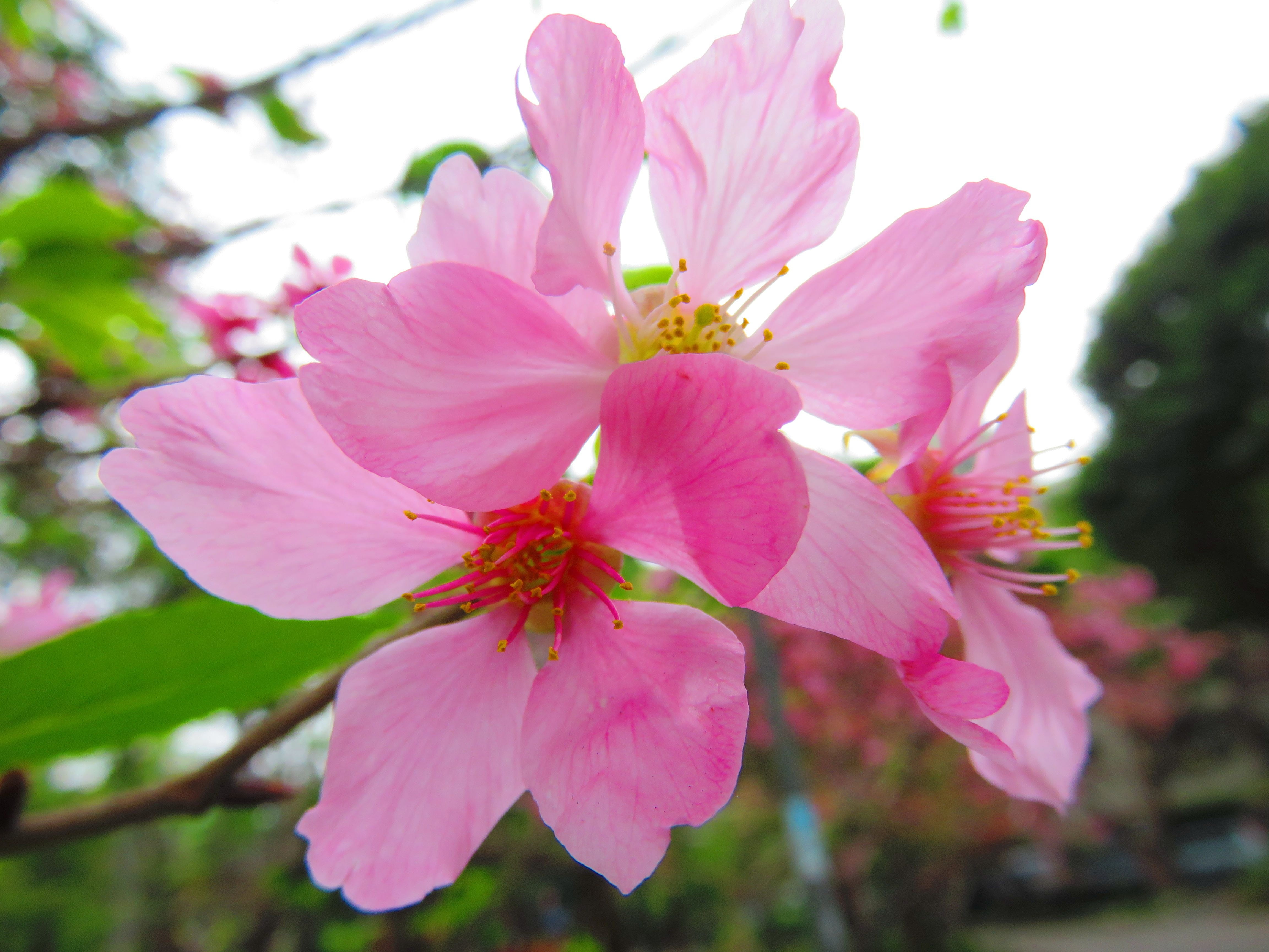 4K, cherry blossom, fragility, flower head, outdoors, nature, growth, yoshino yīng, stamen, springtime, inflorescence, pink, pink color, flower, beauty in nature, HD Wallpaper