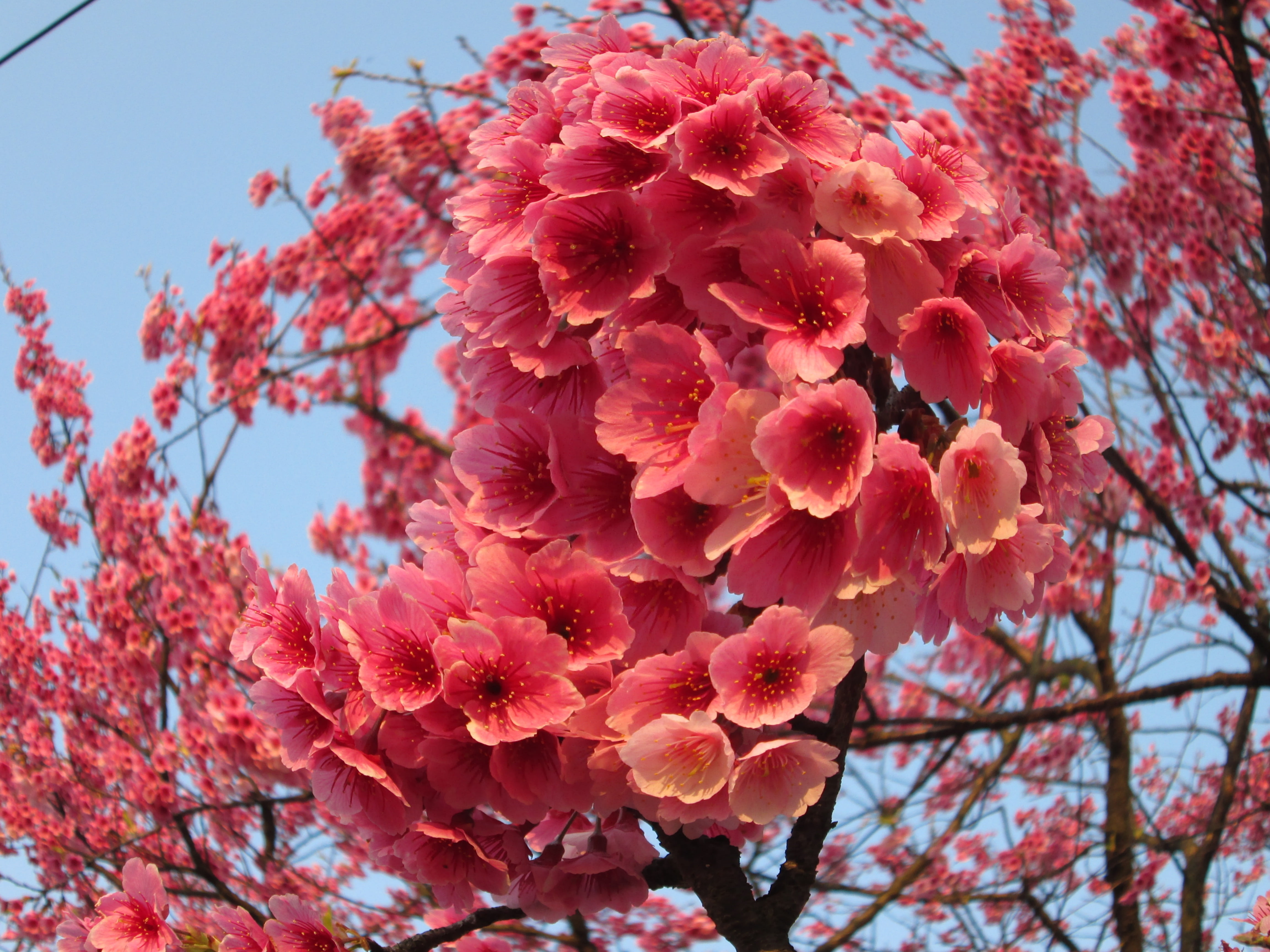 beauty in nature, close-up, freshness, cherry tree, pink color, cherry blossoms, tree, growth, flower, fragility, fish eye effect, petal, vulnerability, HD Wallpaper